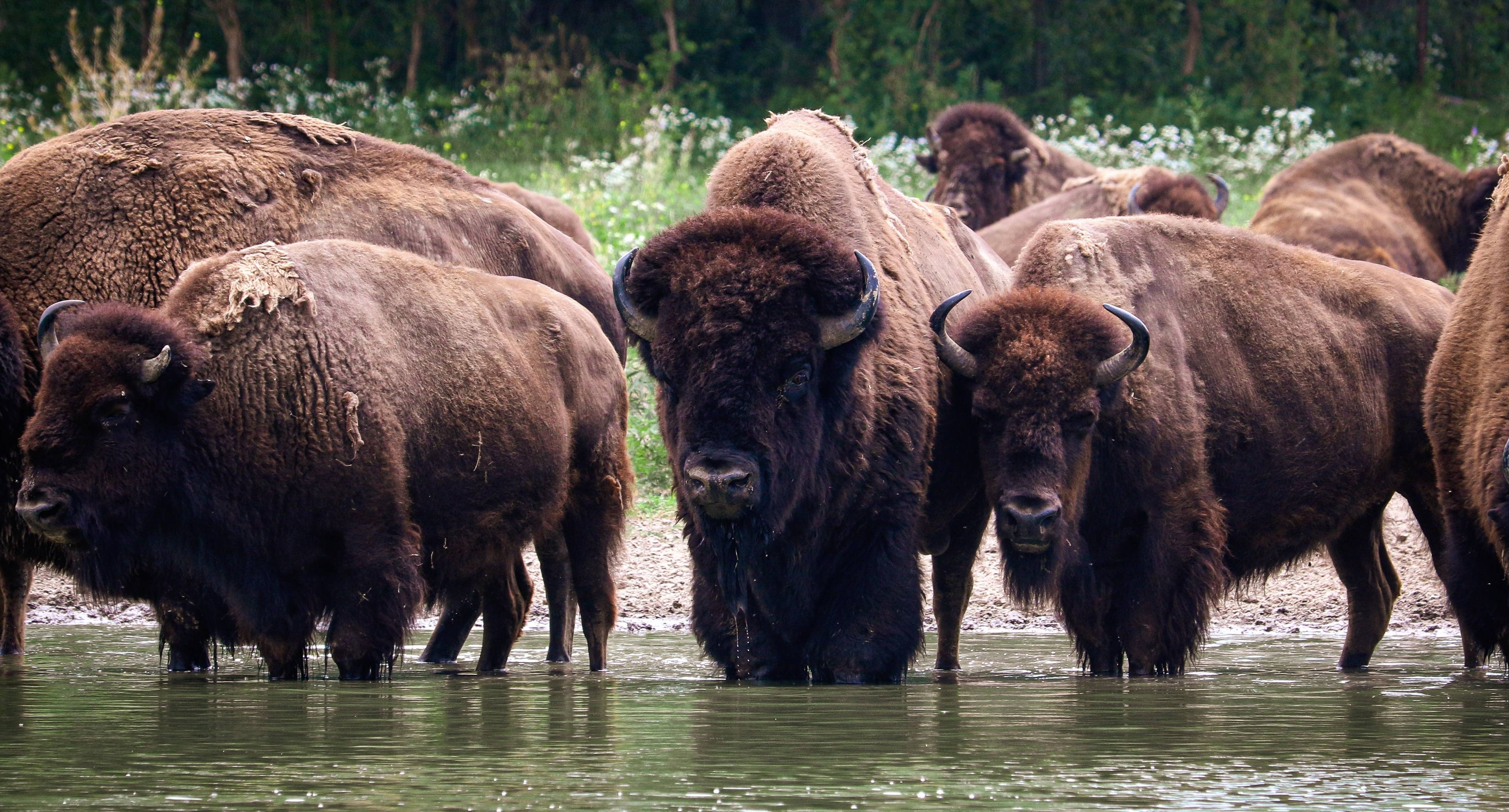 Acquaintance with the bison, the Hijtolian rocks.