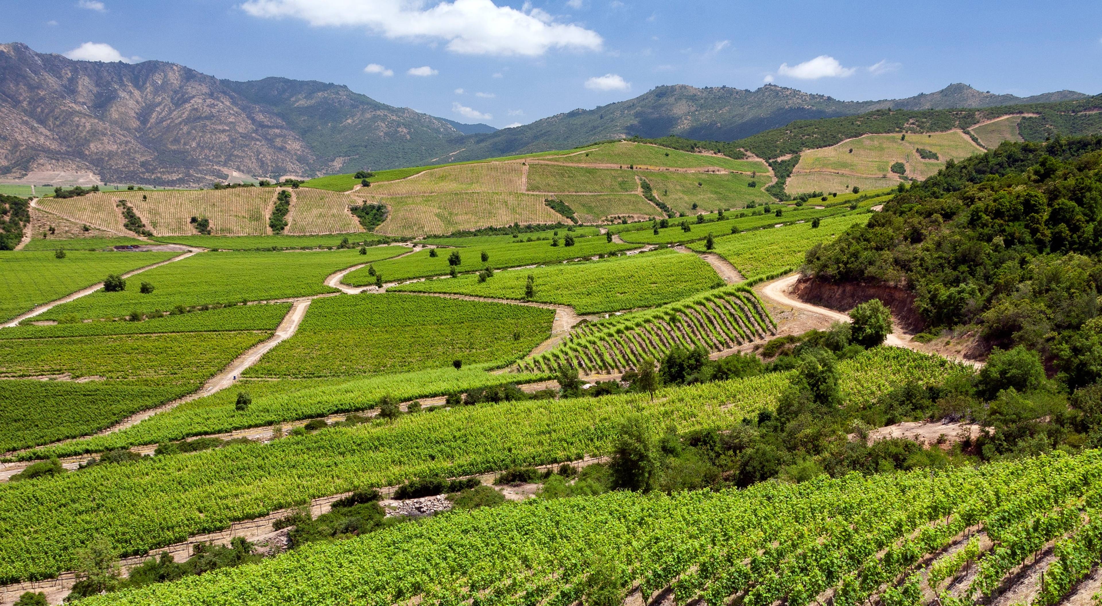 Das Colchagua-Tal: Entdecken Sie Chiles Weinland