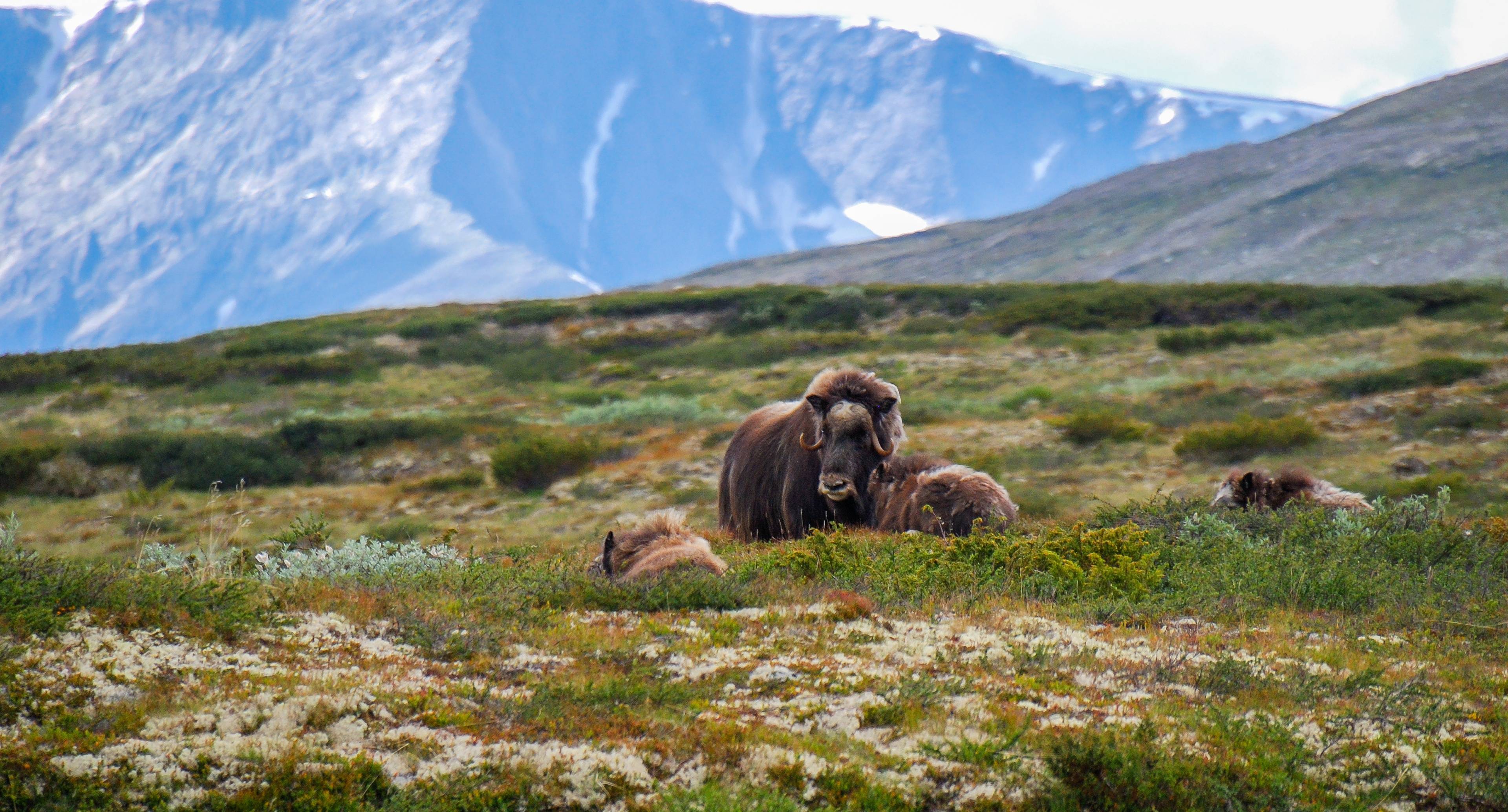 Musk Ox Spotting in the Dovrefjell National Park and a Visit to an Old Viking Graveyard