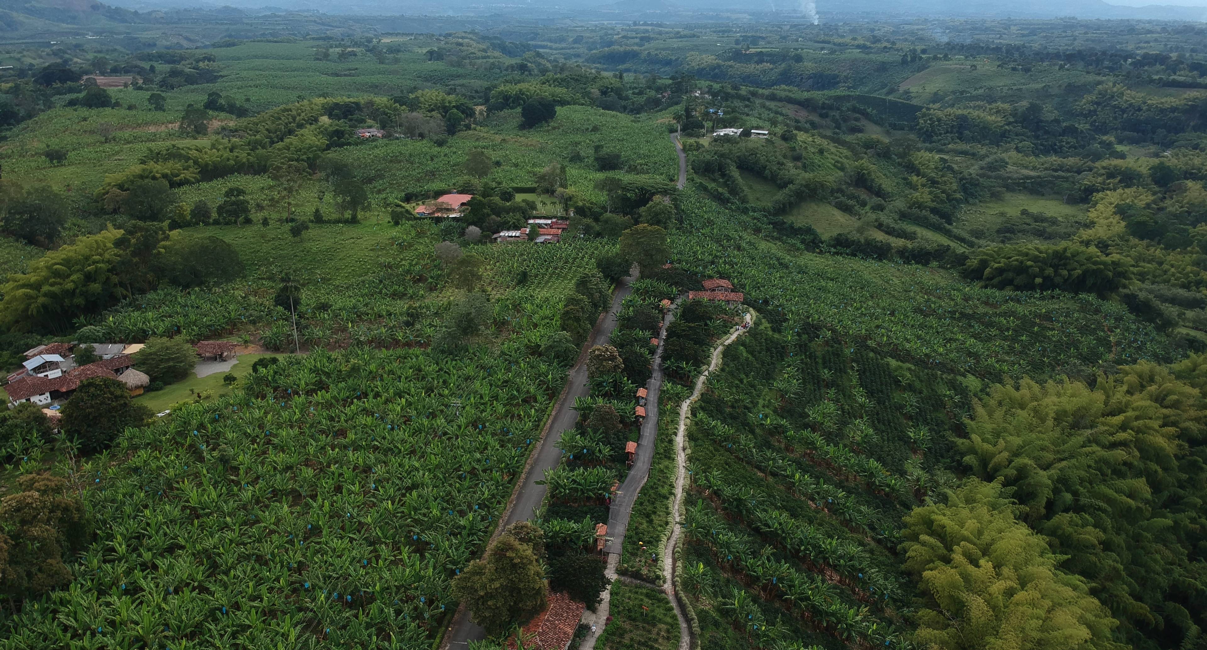Coffee Farms: the Coffee Route 