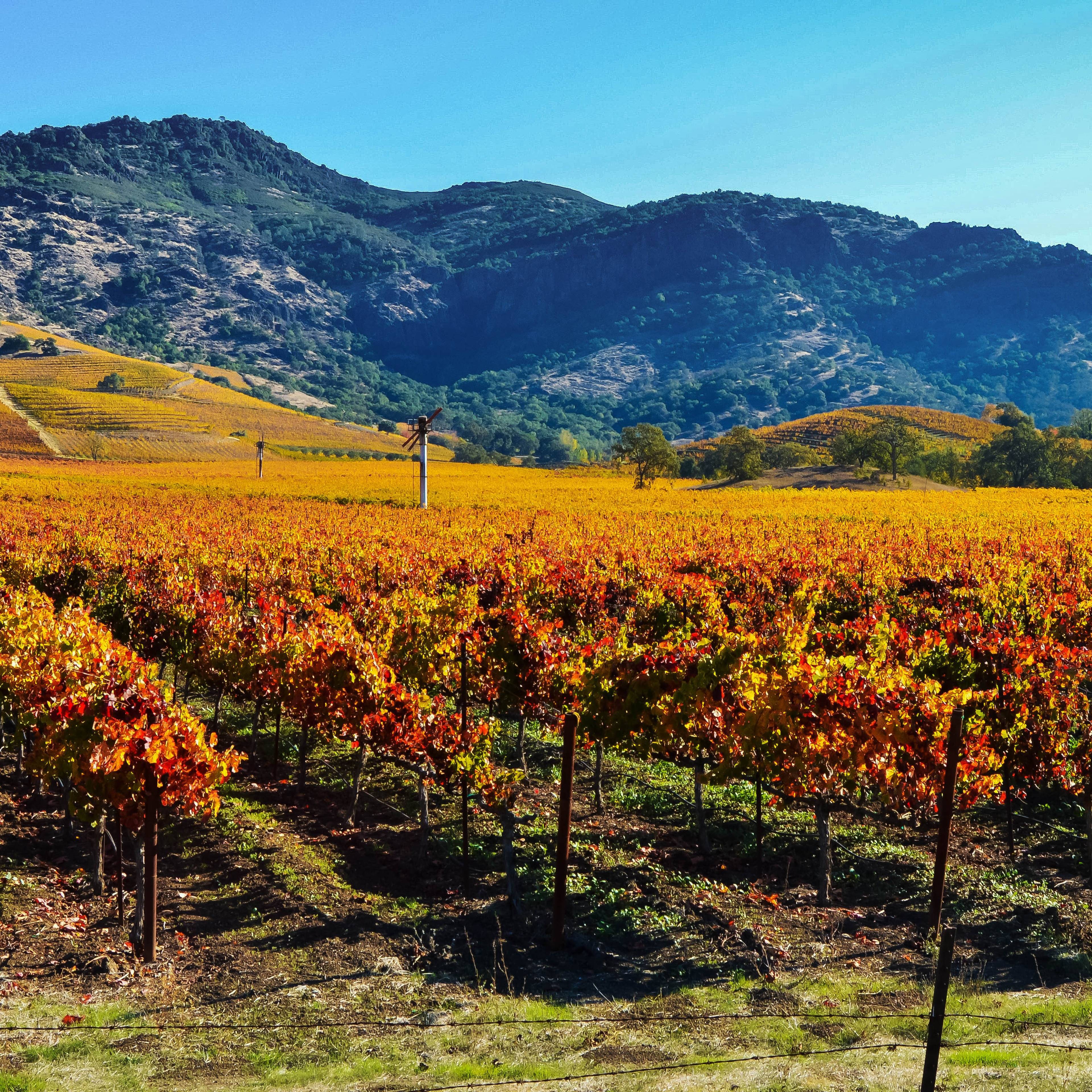 Exploring Vineyards and Variety in California's Top Wine Regions
