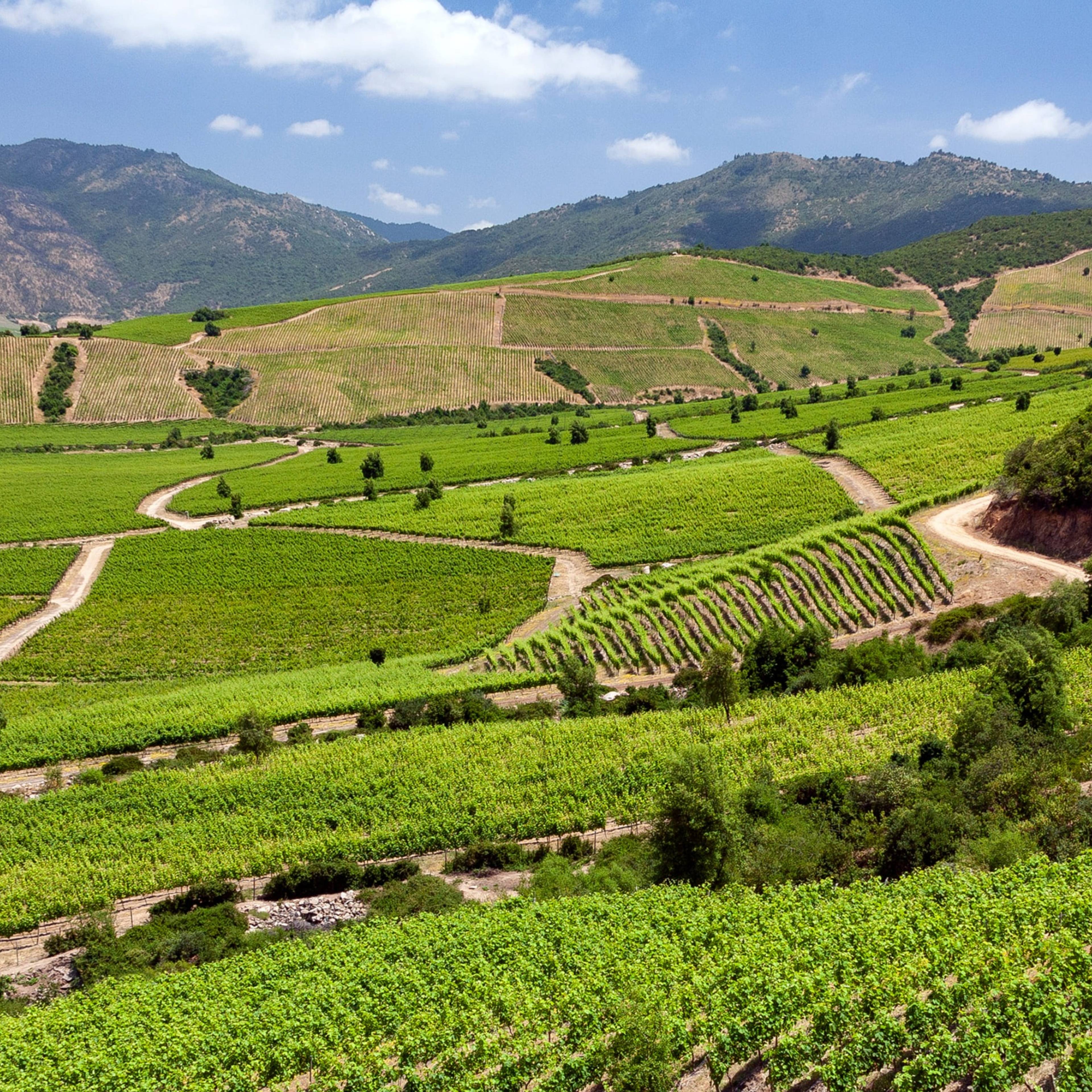 The Colchagua Valley: Explore Chile's Wine Country 