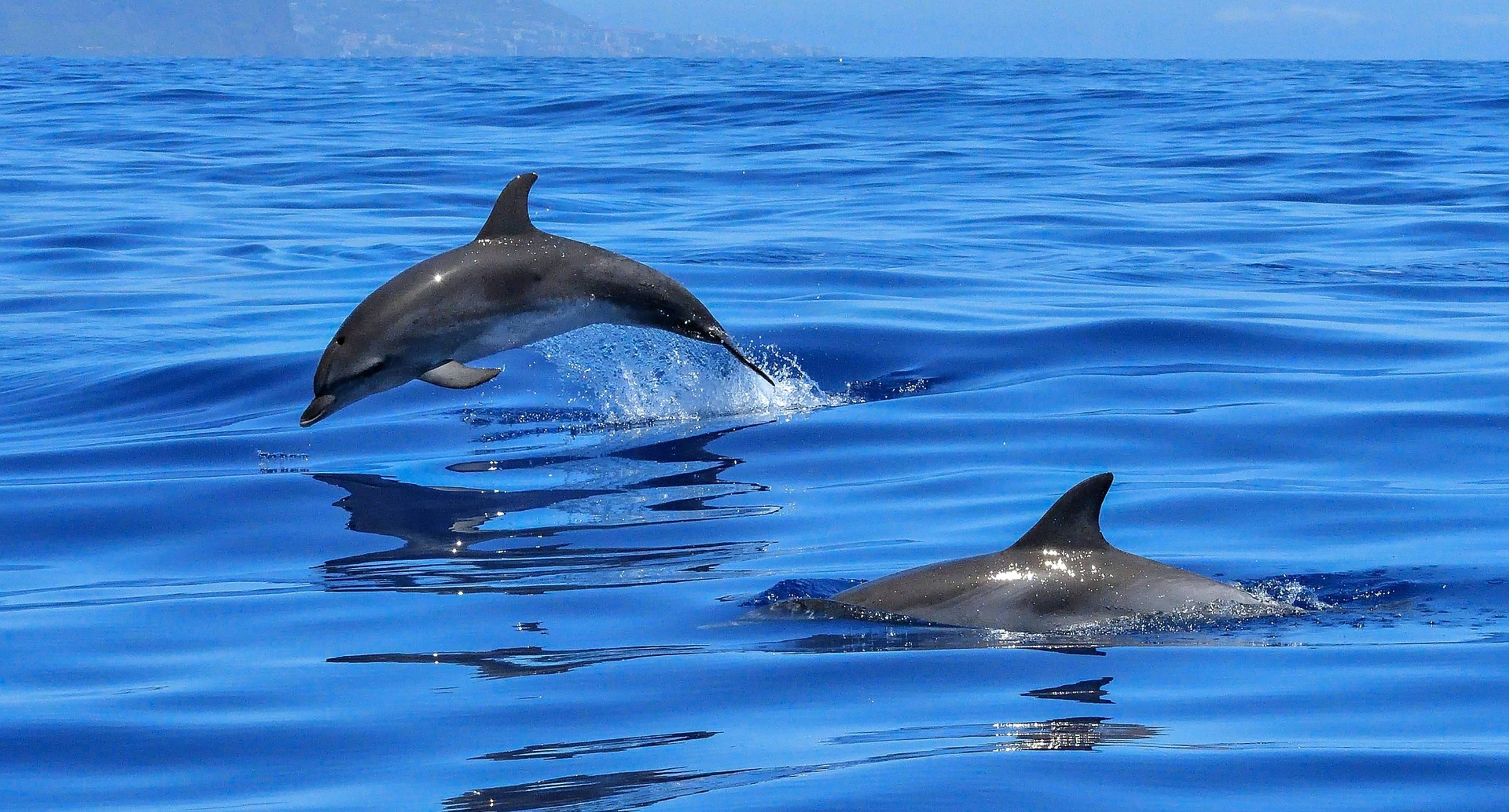 Osservazione di delfini e balene