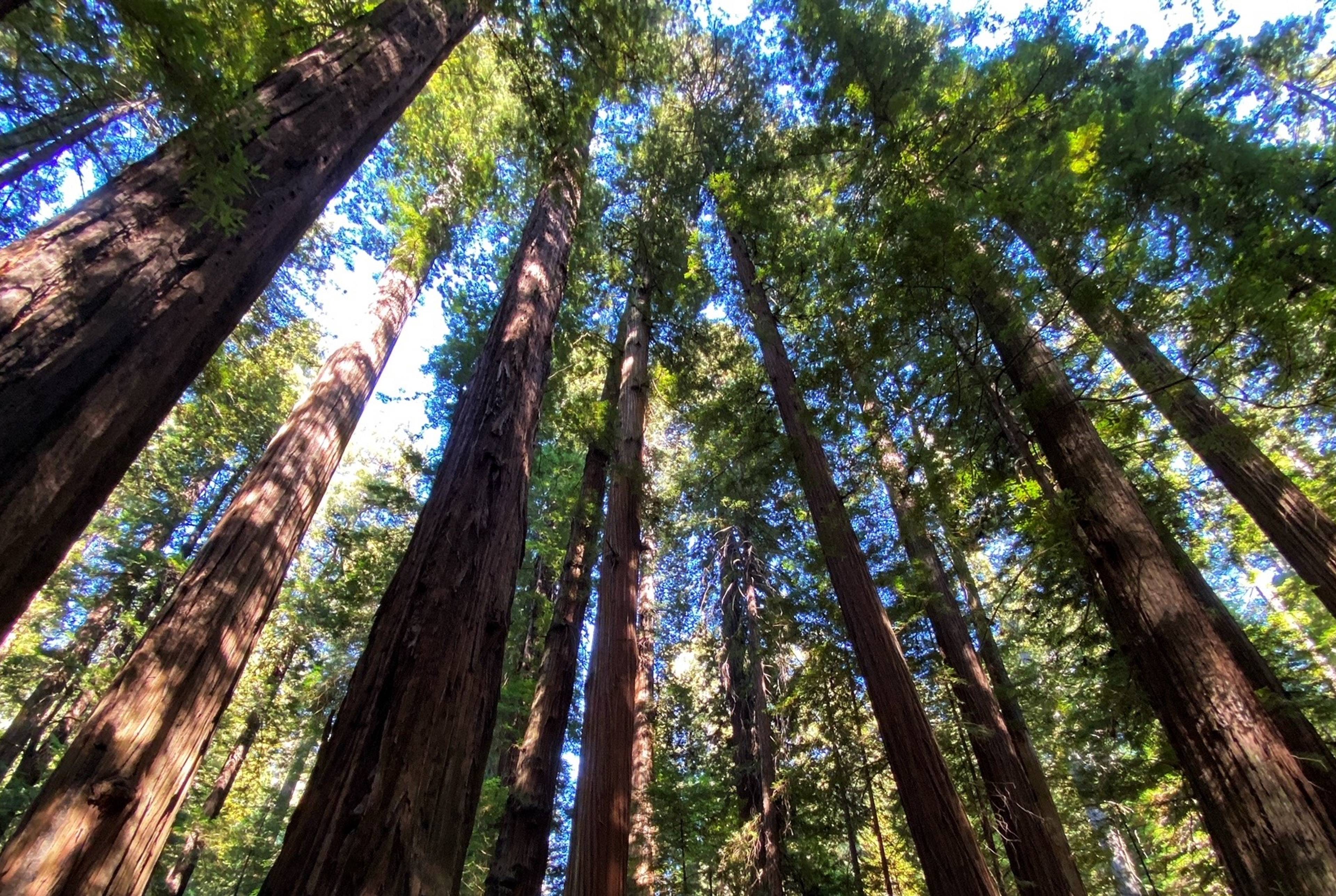 California's Redwood Empire