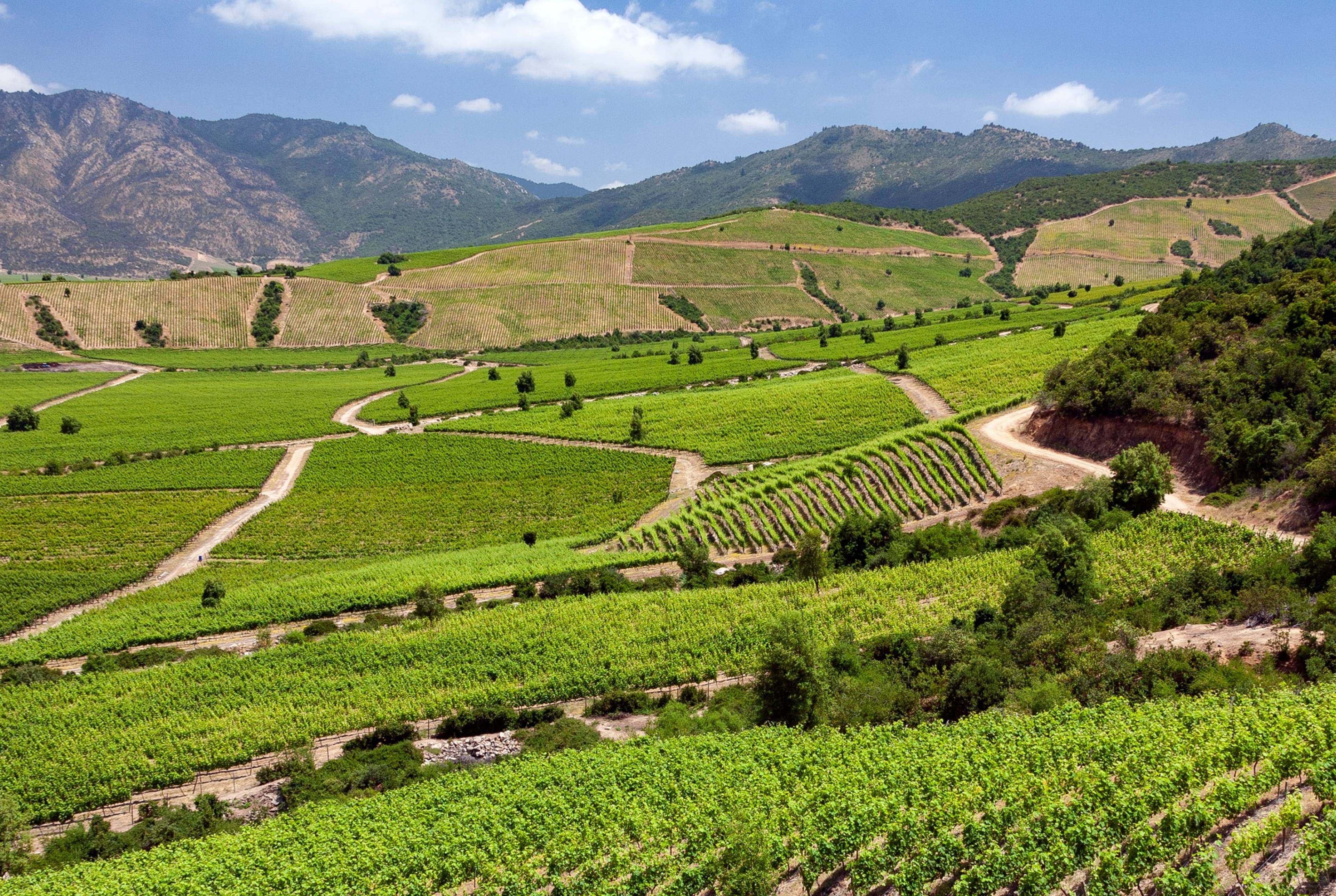 La vallée de Colchagua : Explorez le pays des vins du Chili