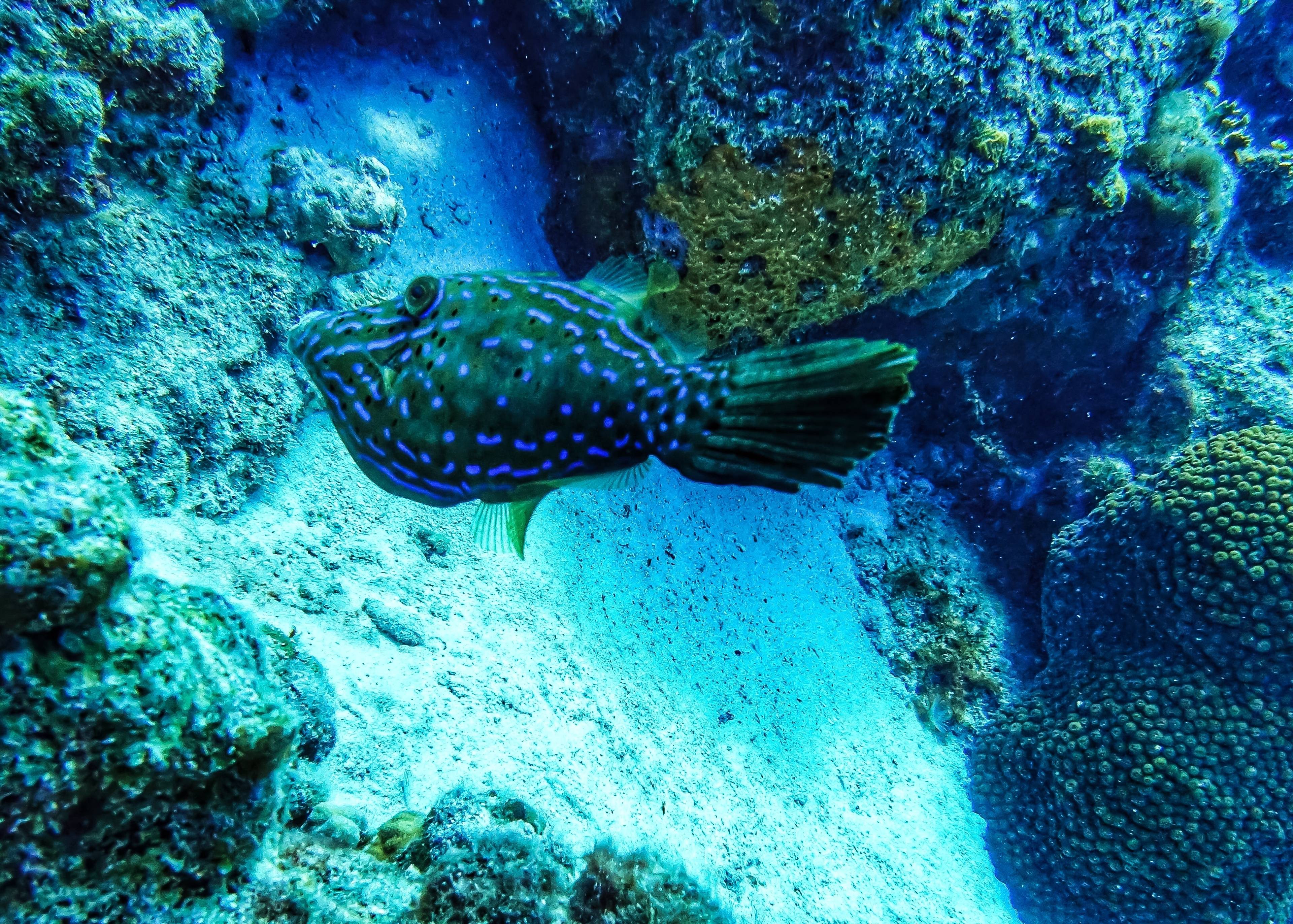 Florida Keys Aquarium Begegnungen