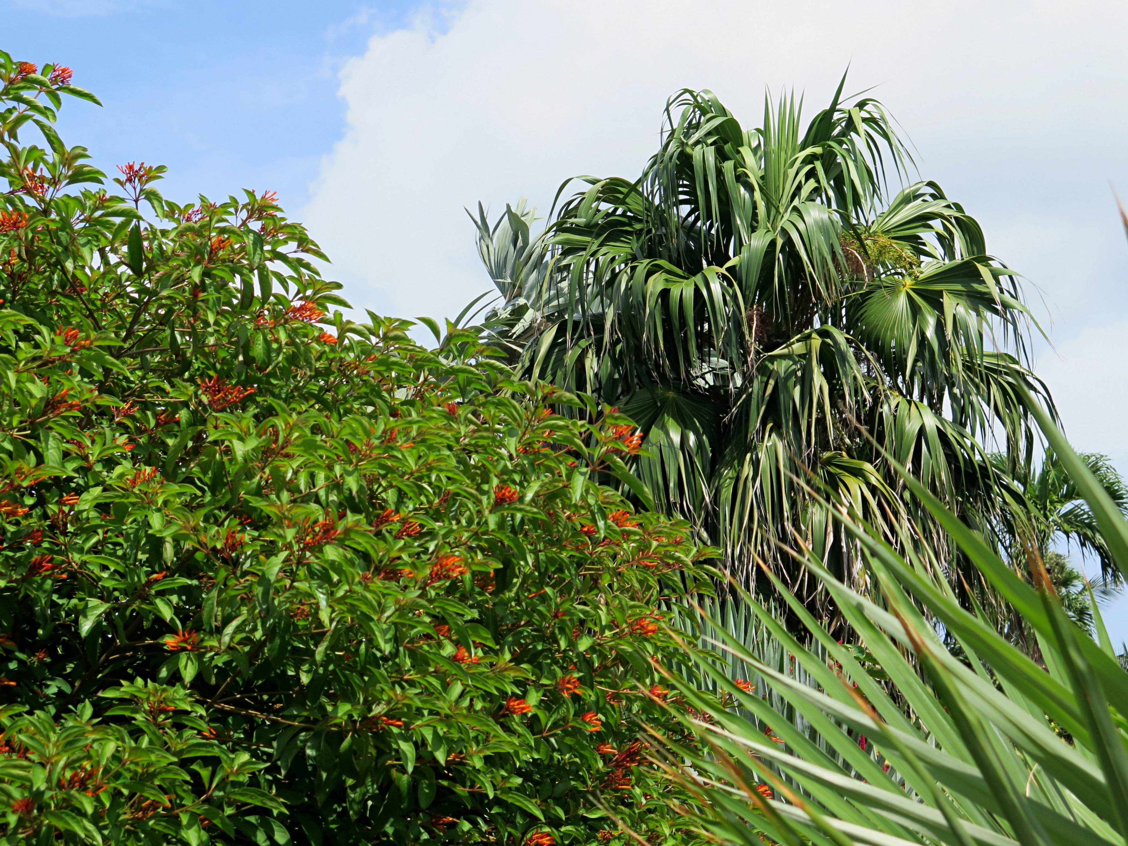 Key West Tropenwald & Botanischer Garten