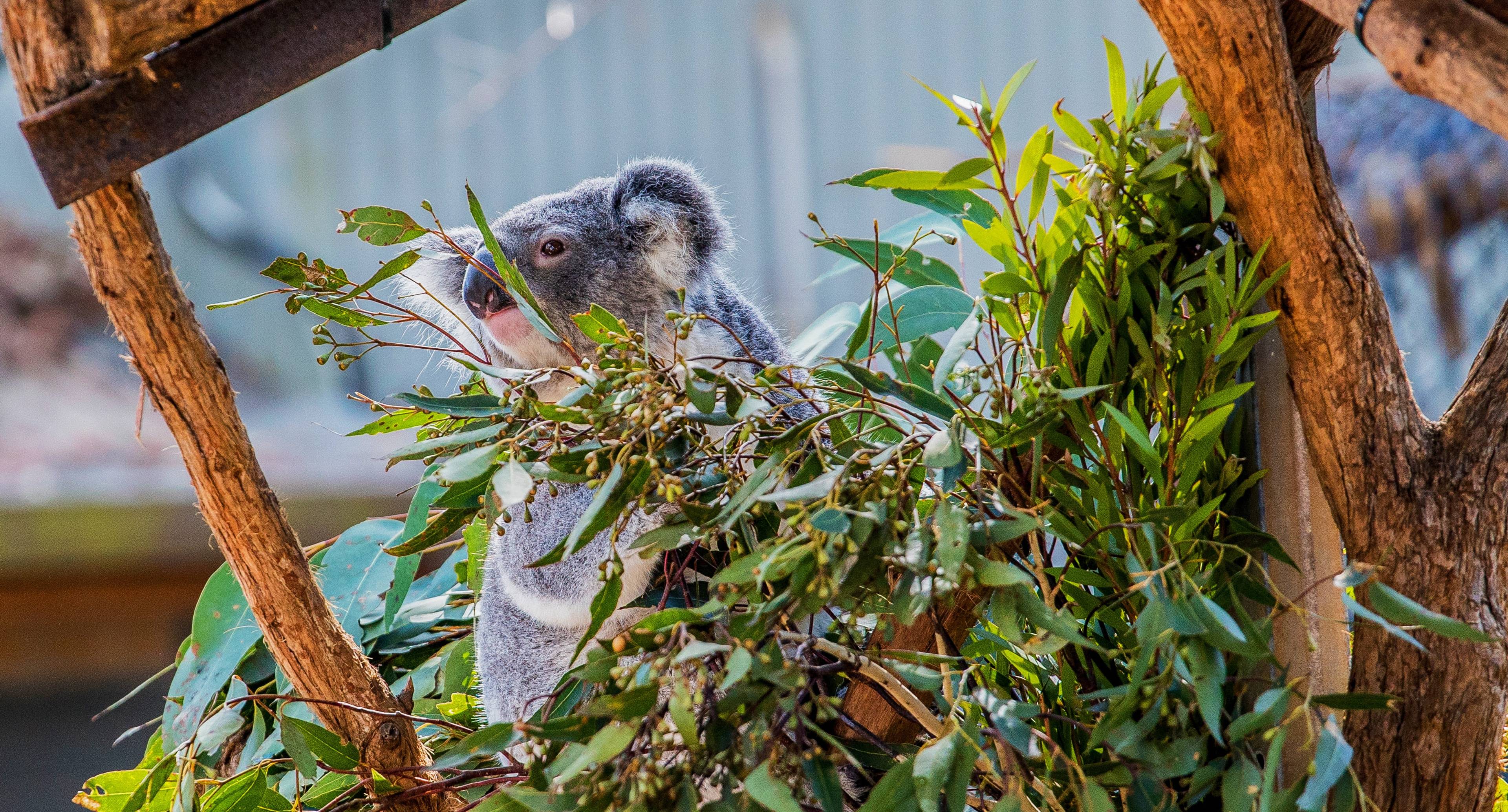 Eingewöhnung in das Strandleben und Kennenlernen von Koalas