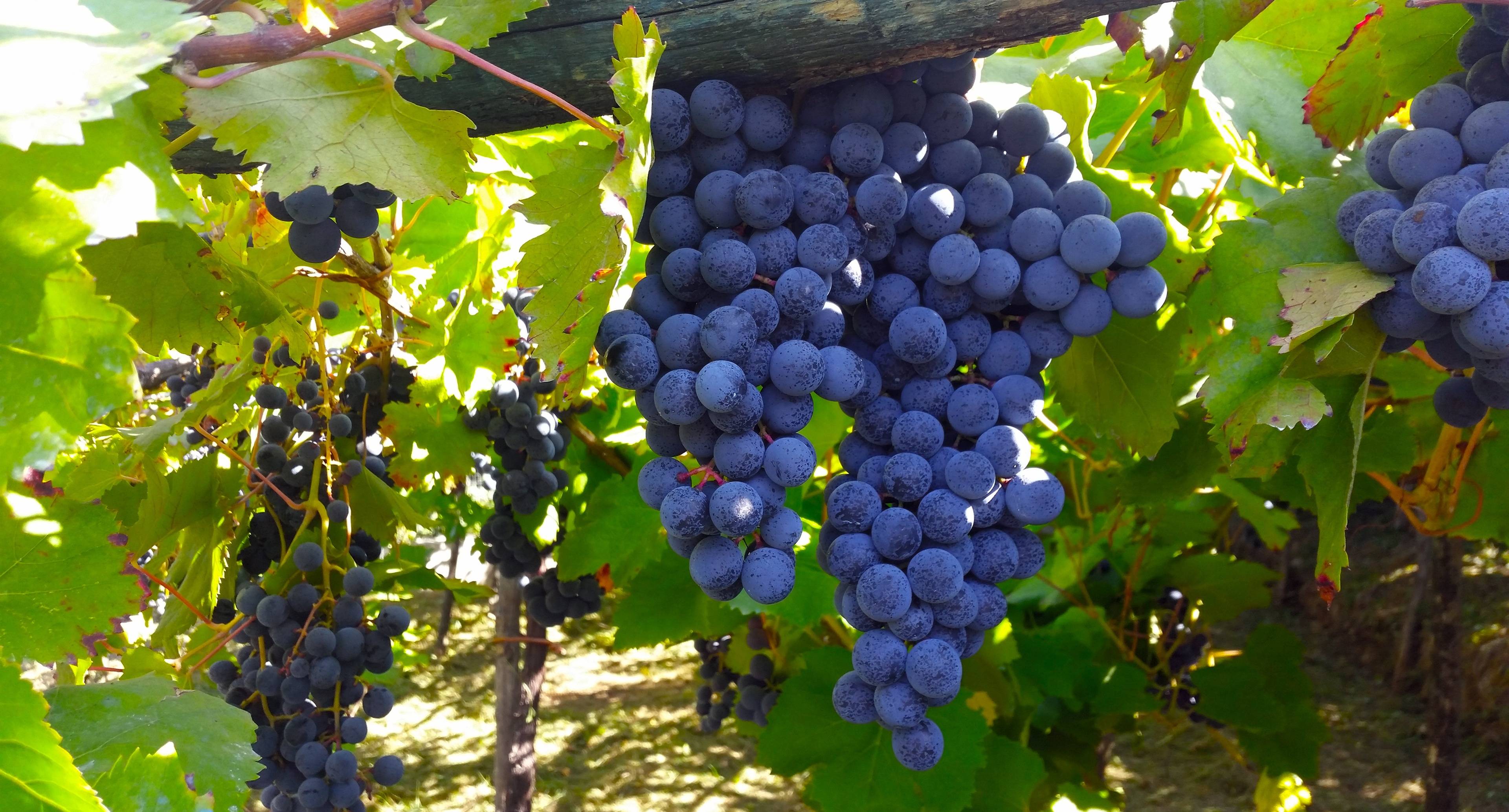 Paso Robles : Le pays du vin sur la côte californienne