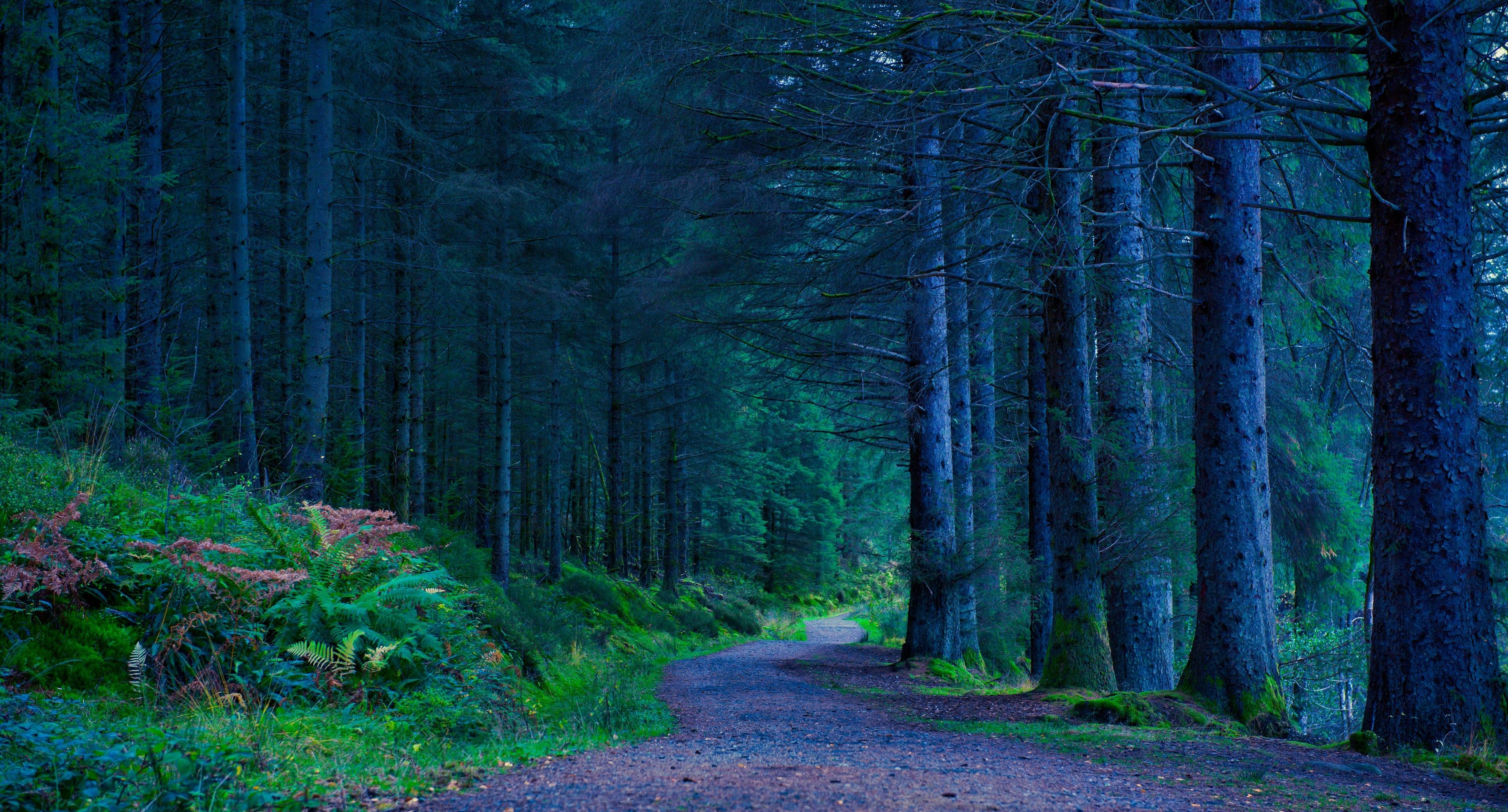 Gorge Walks and Fairy Forests in the Trossachs