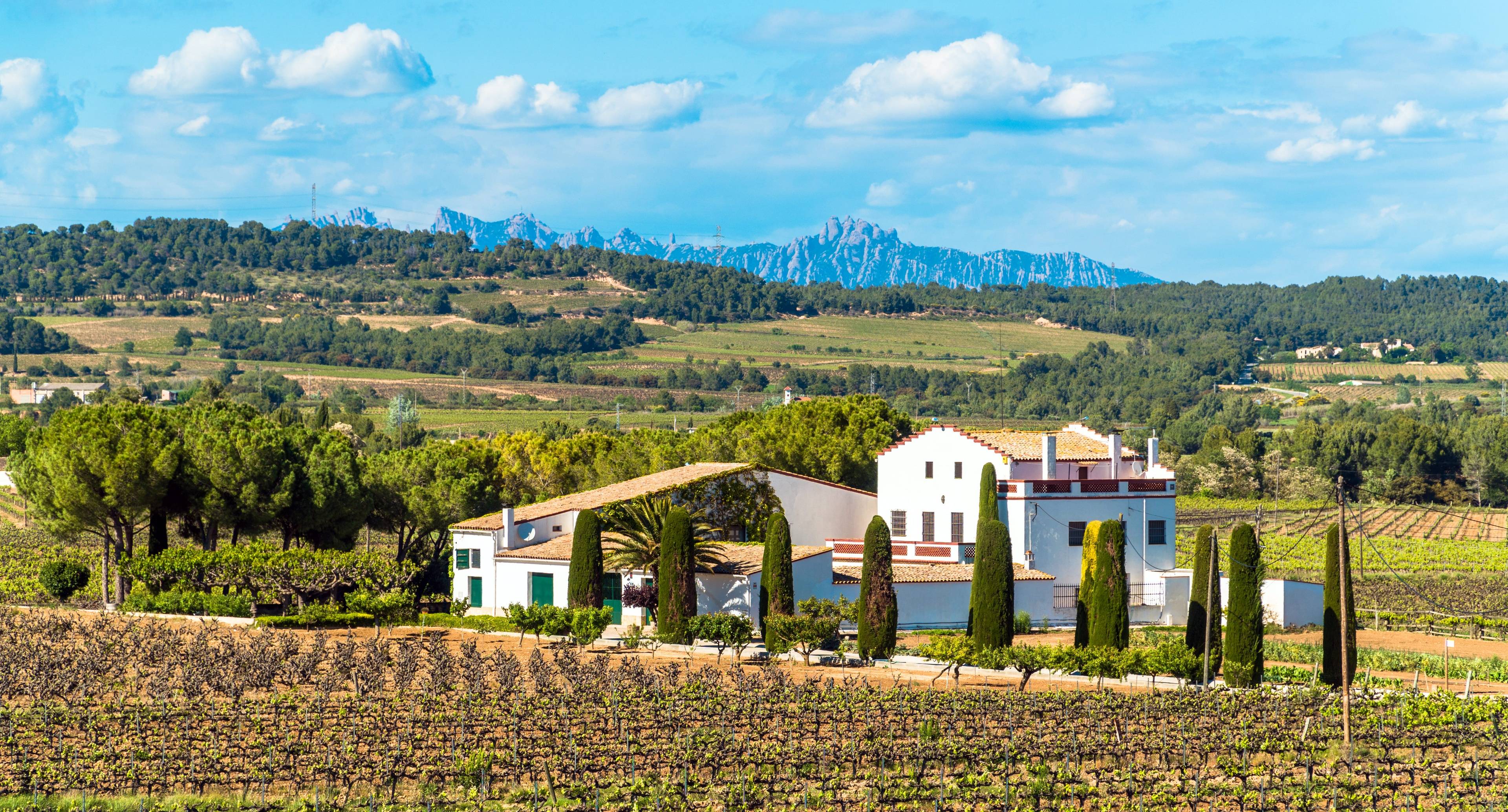 The Wine and Cava of Penedès