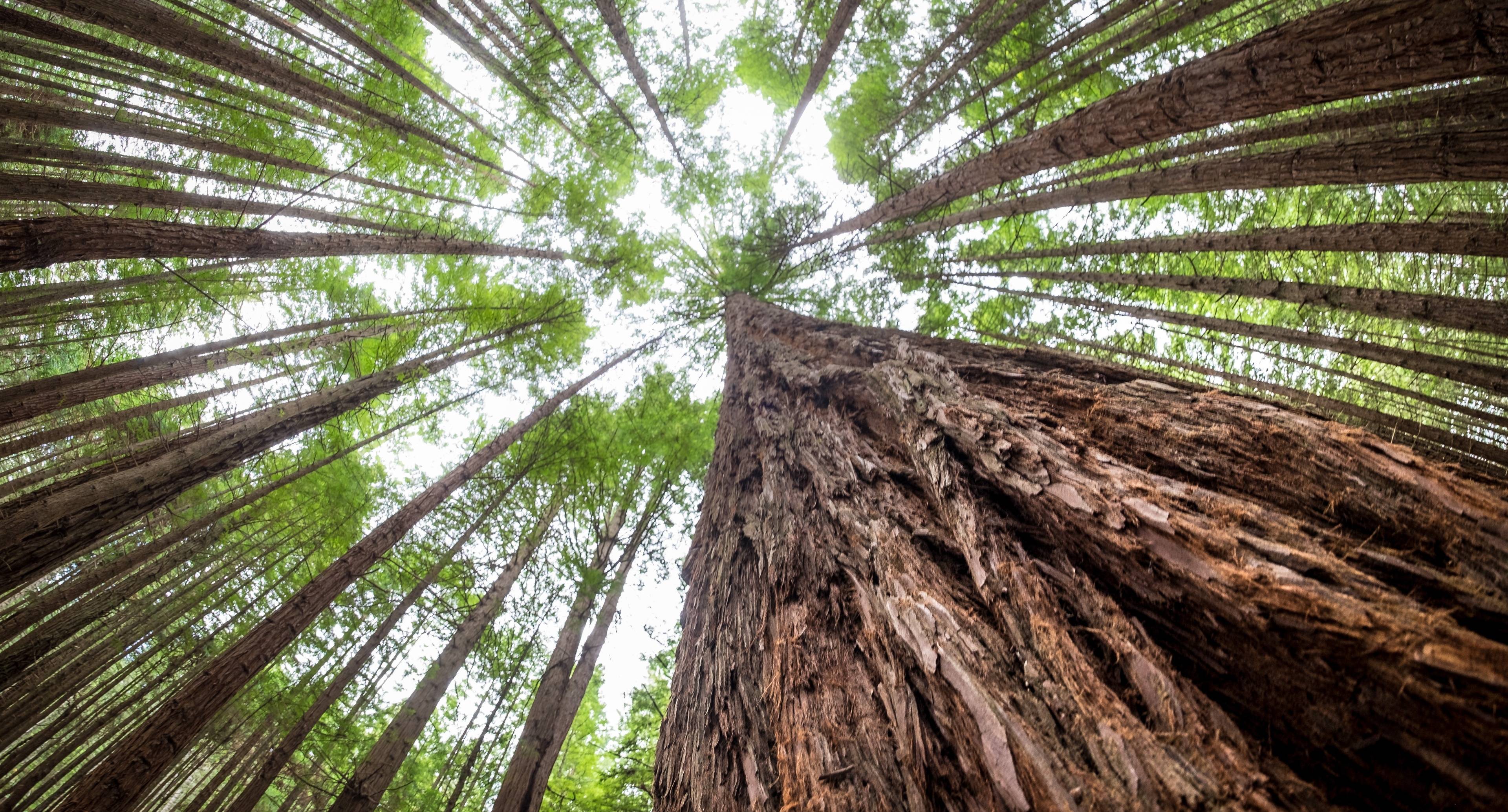 Découvrez le pays des merveilles de Wai-O-Tapu et promenez-vous dans la forêt magique de séquoias.