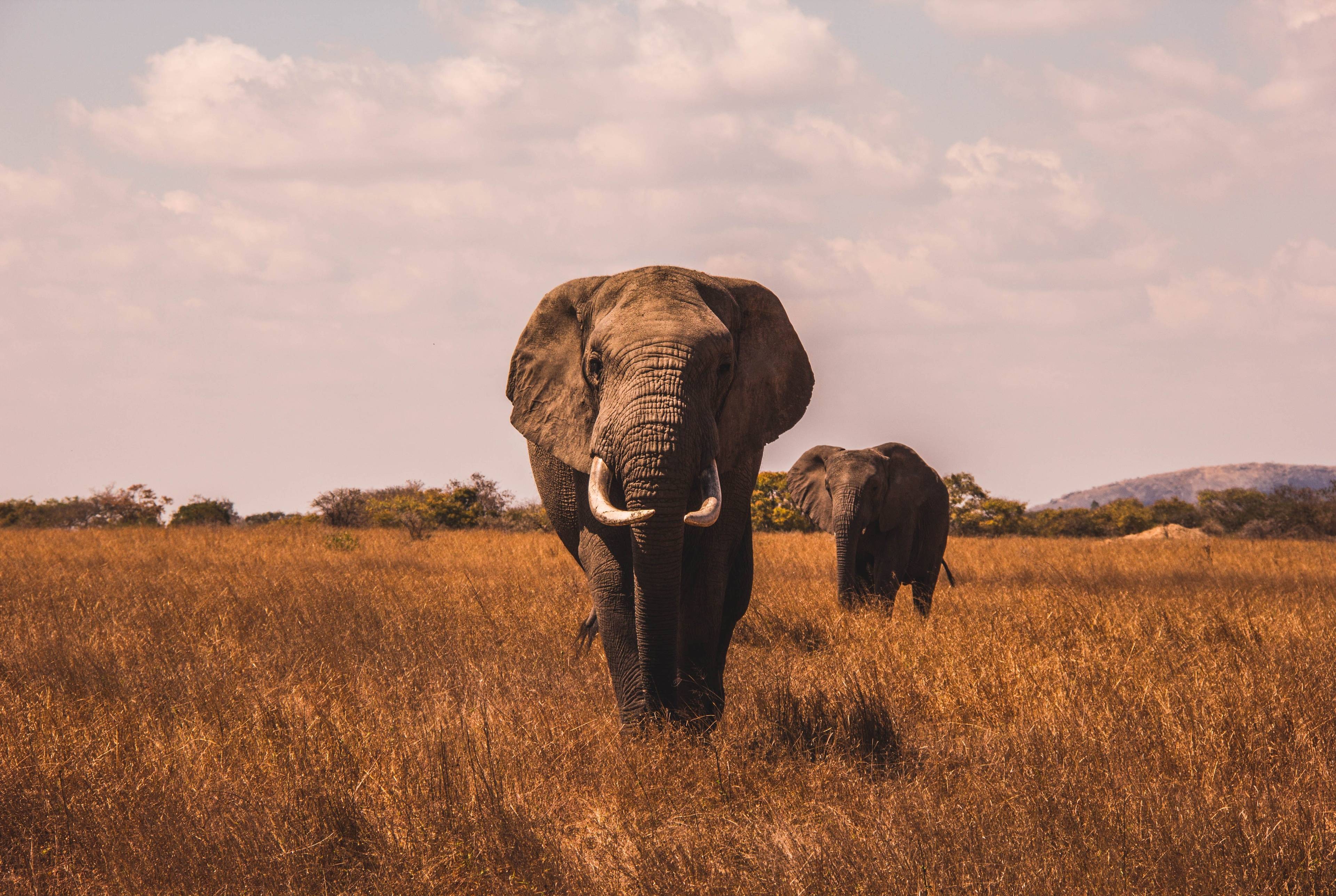 Une expérience inoubliable de safari avec des lions, des éléphants et bien d'autres aventures.