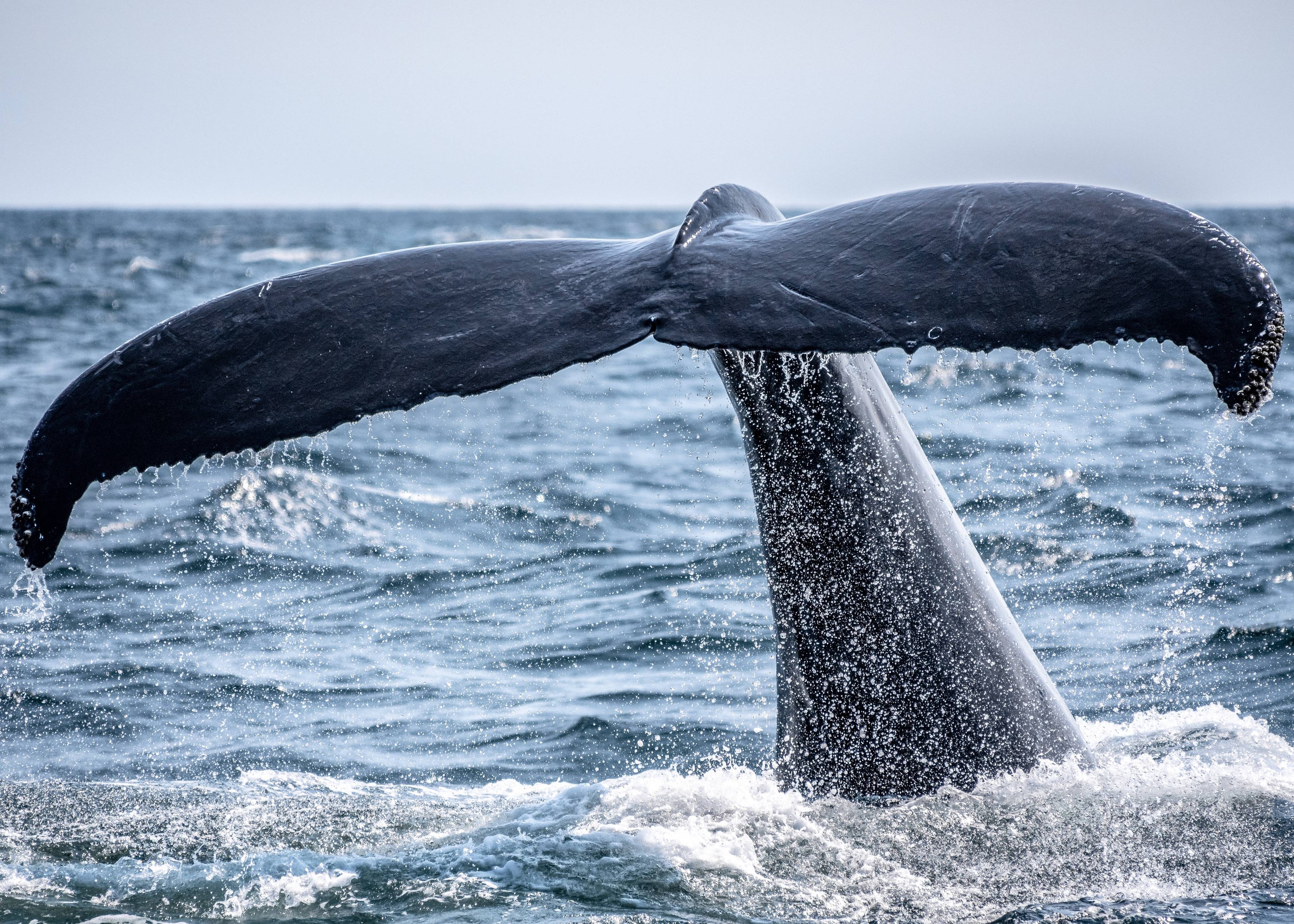 Наблюдение за китами на мысе Энн