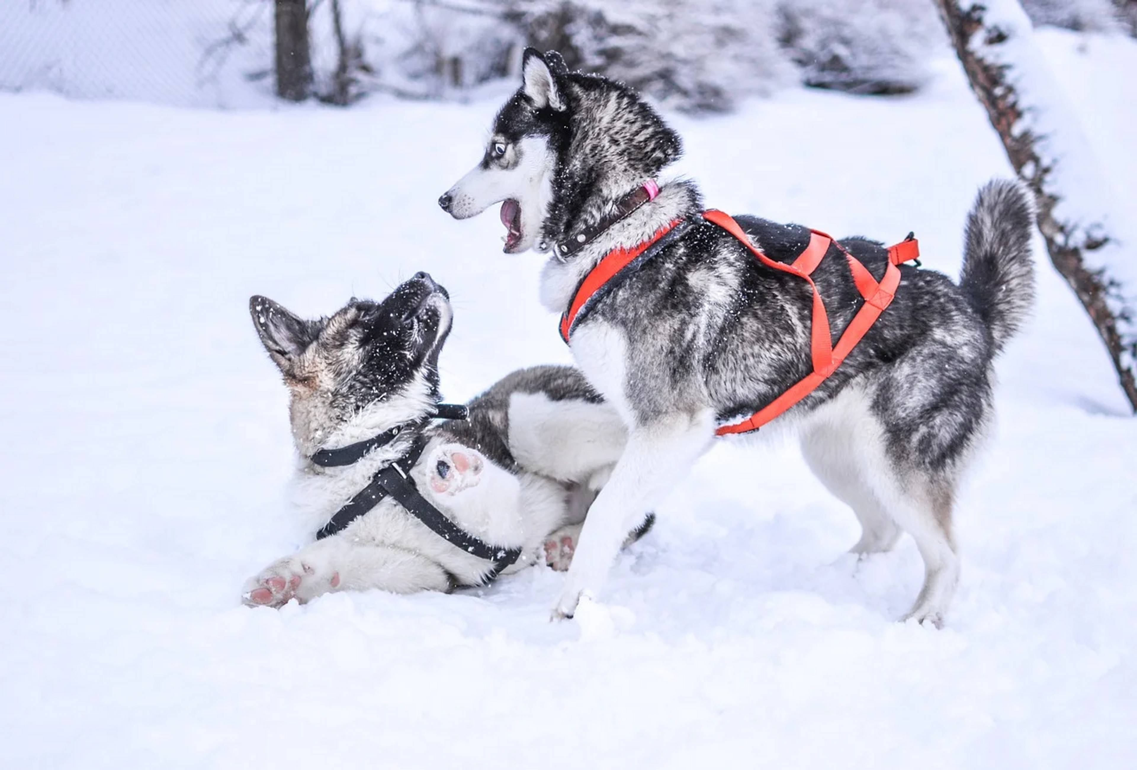 Husky kennel