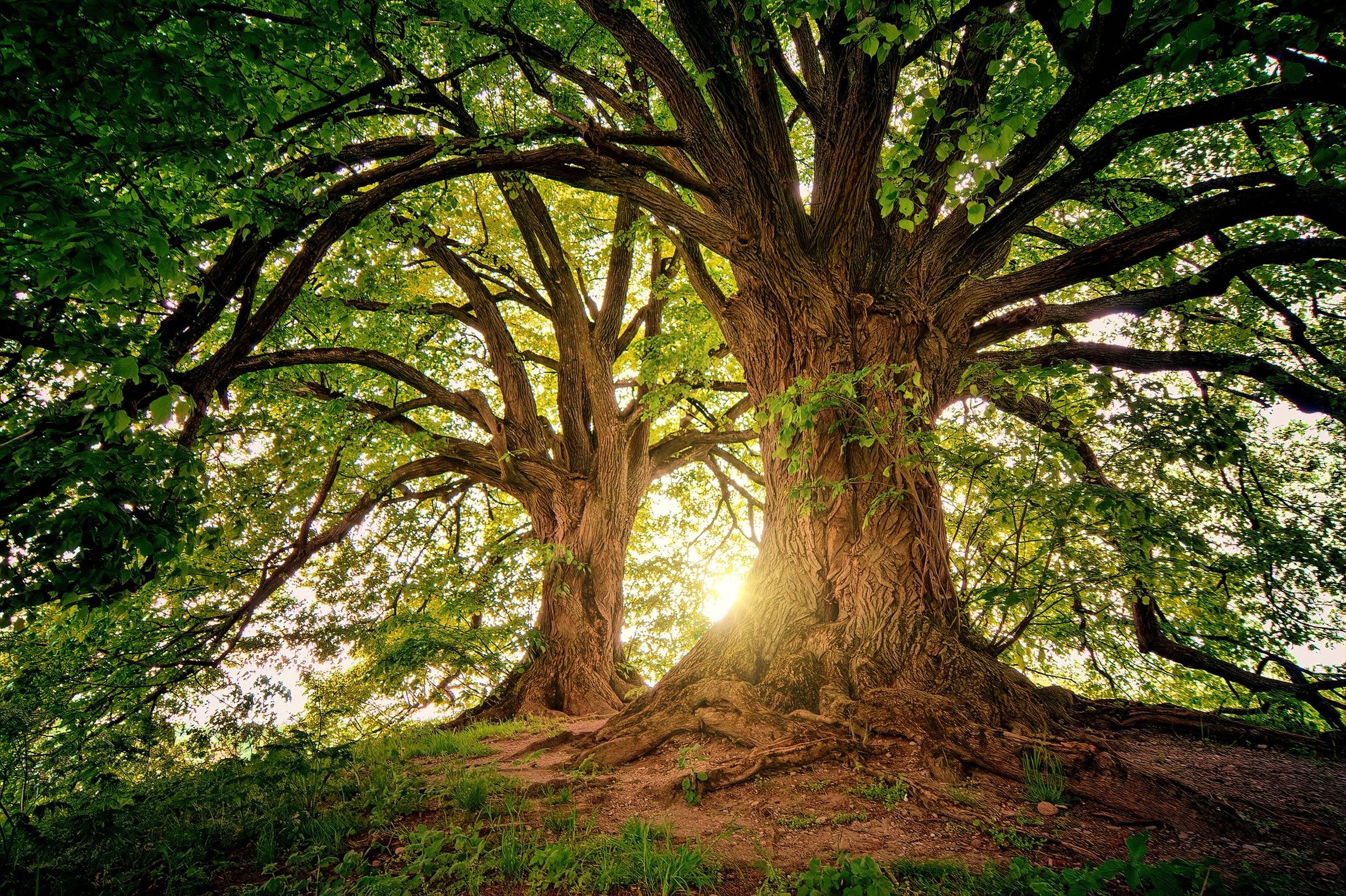 The oldest oak tree in the Kaliningrad region