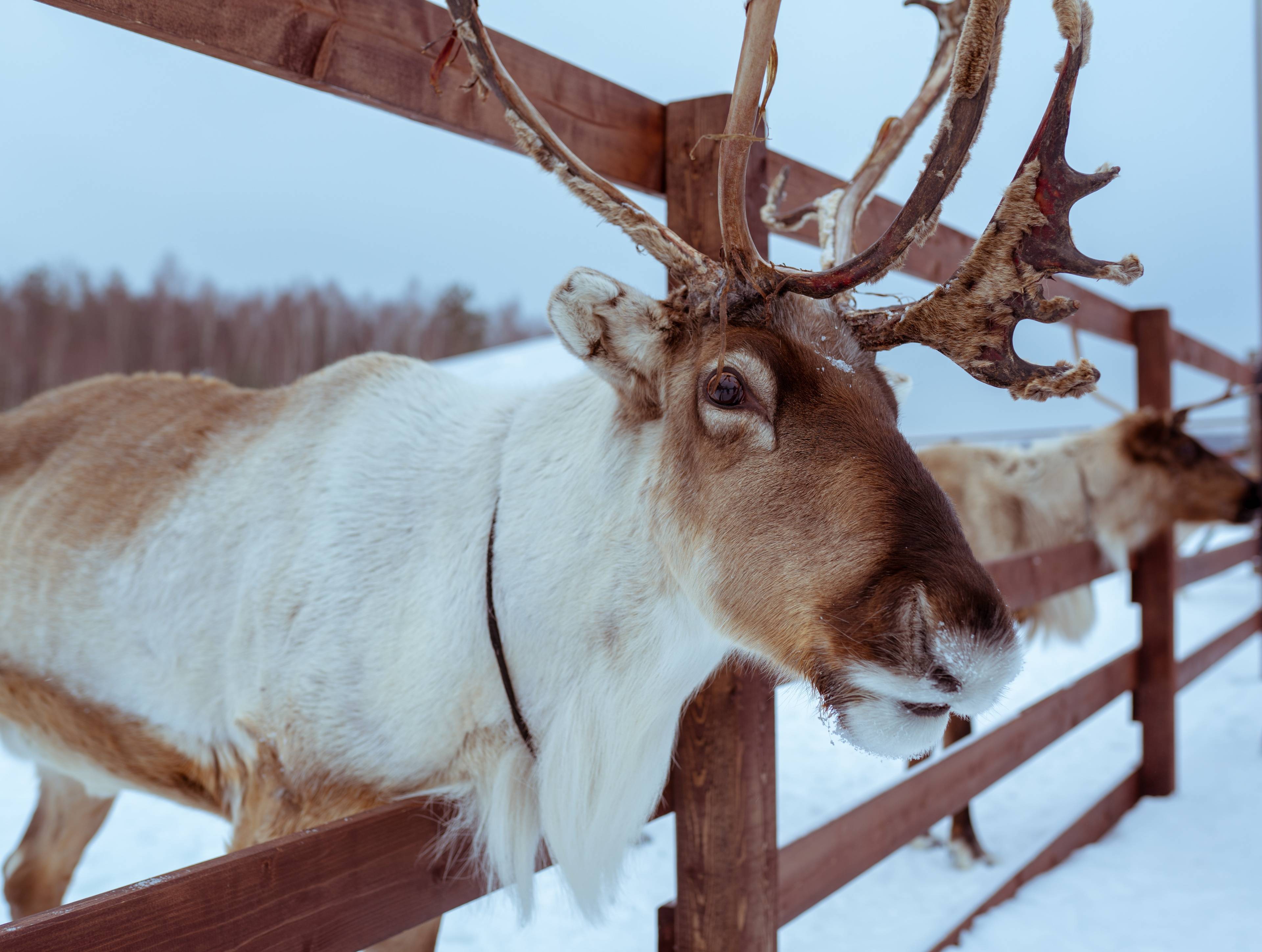 Reindeer Farm "Northern Deer"