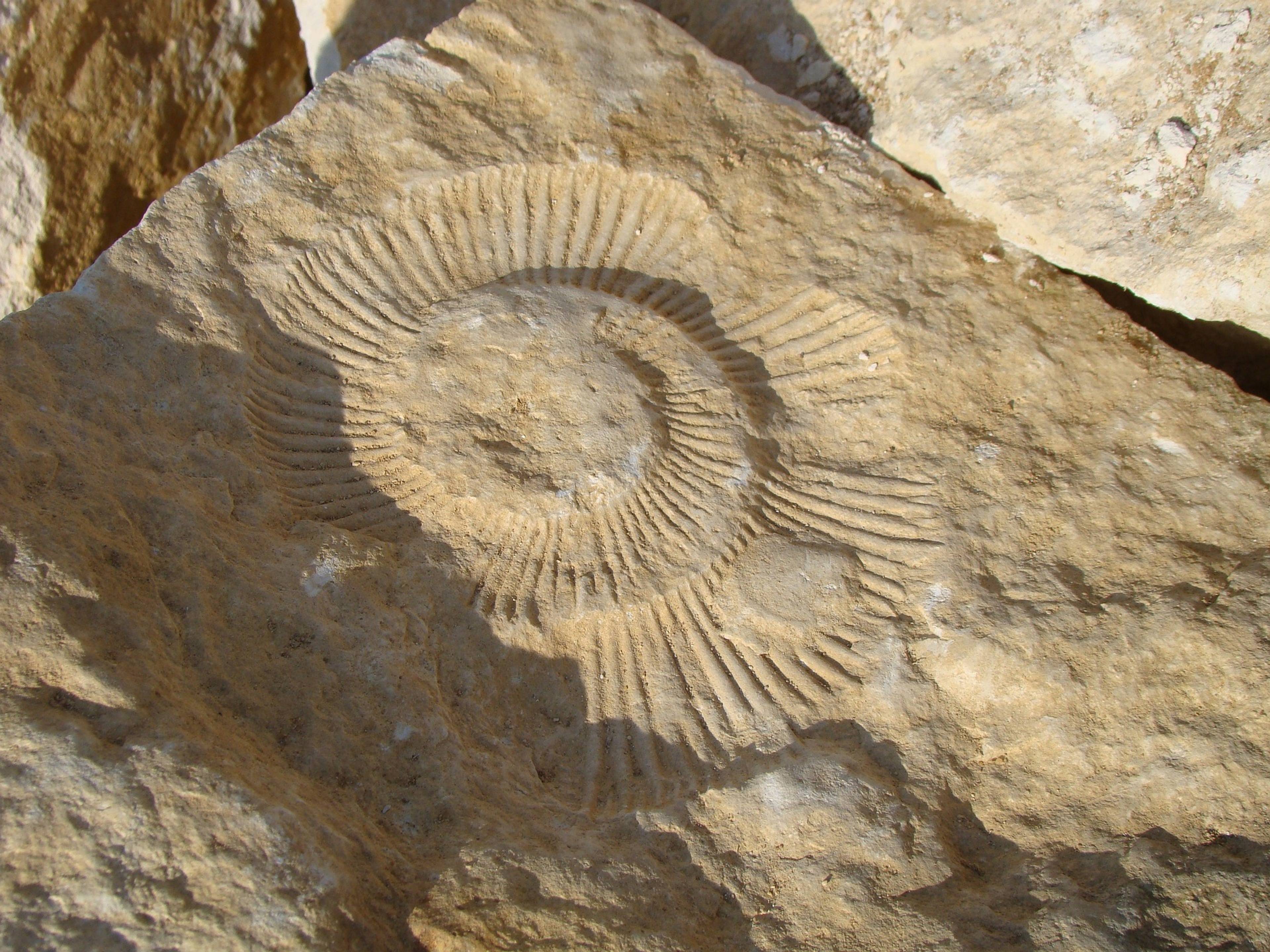 Ammonite Valley