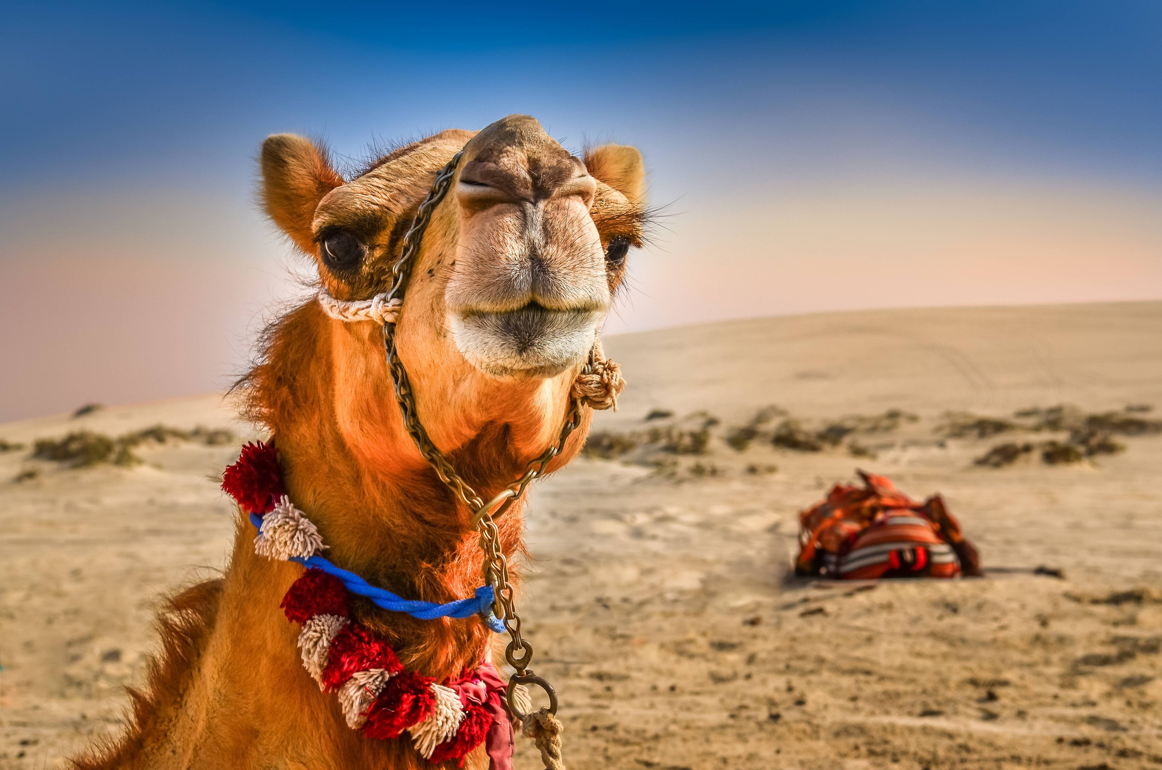 Safari in cammello