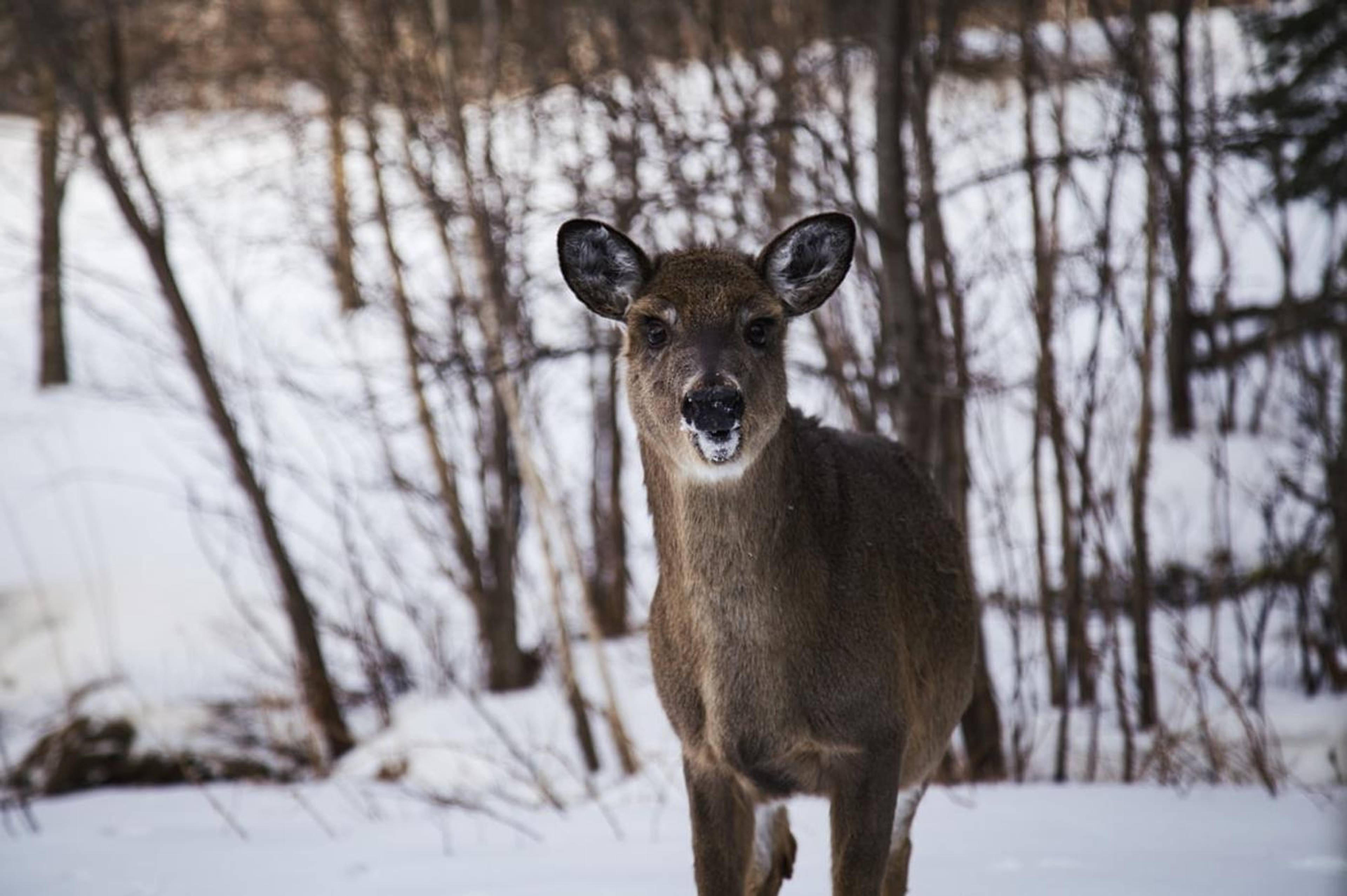 Deer Bor