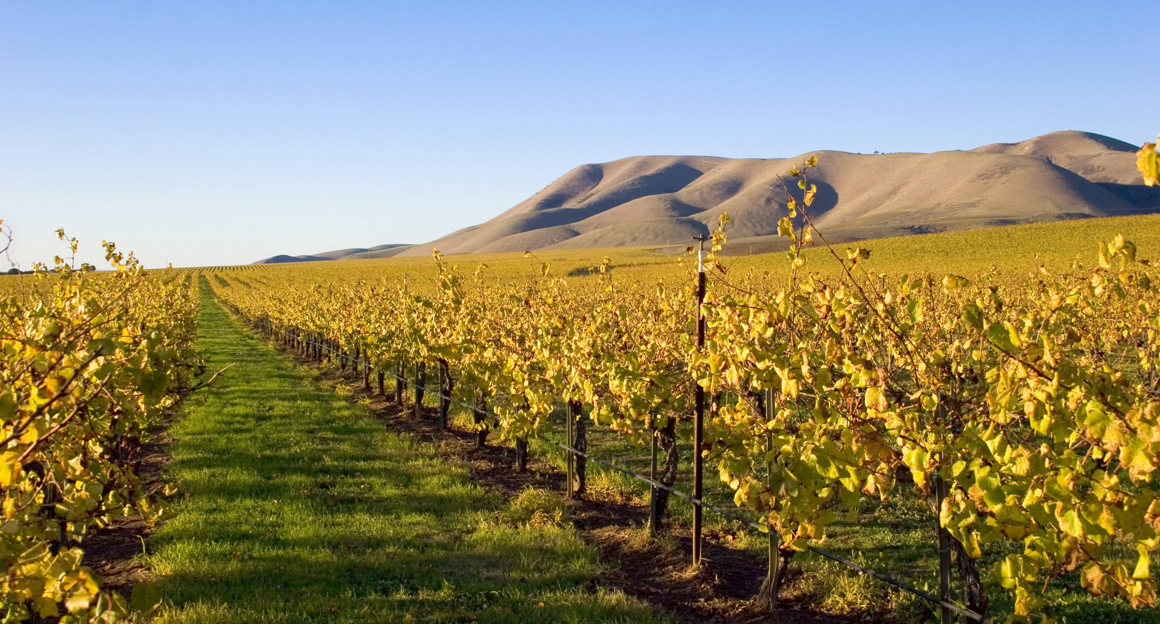 Виноградники и праздники долины Санта-Инес