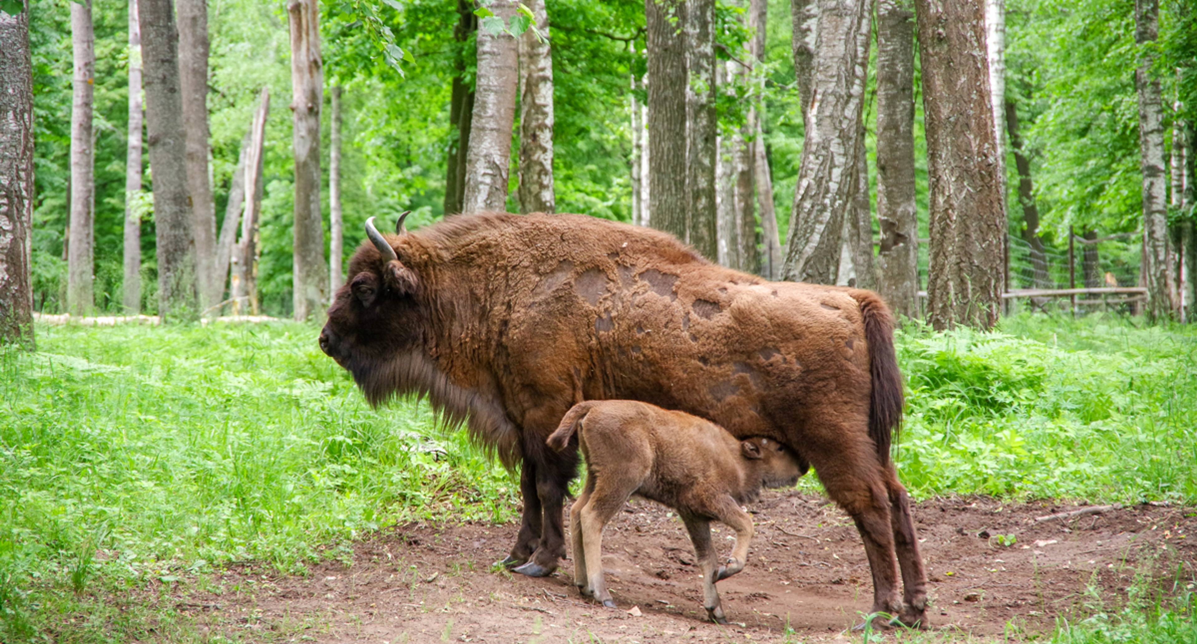 Visiting the bison.