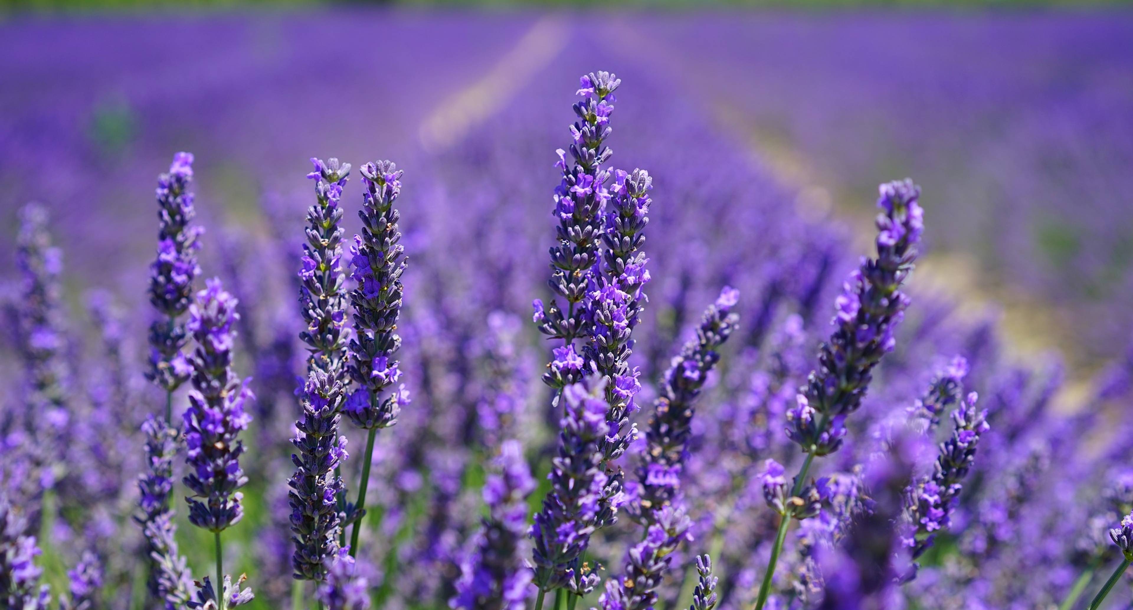 Lavender field and Don hospitality