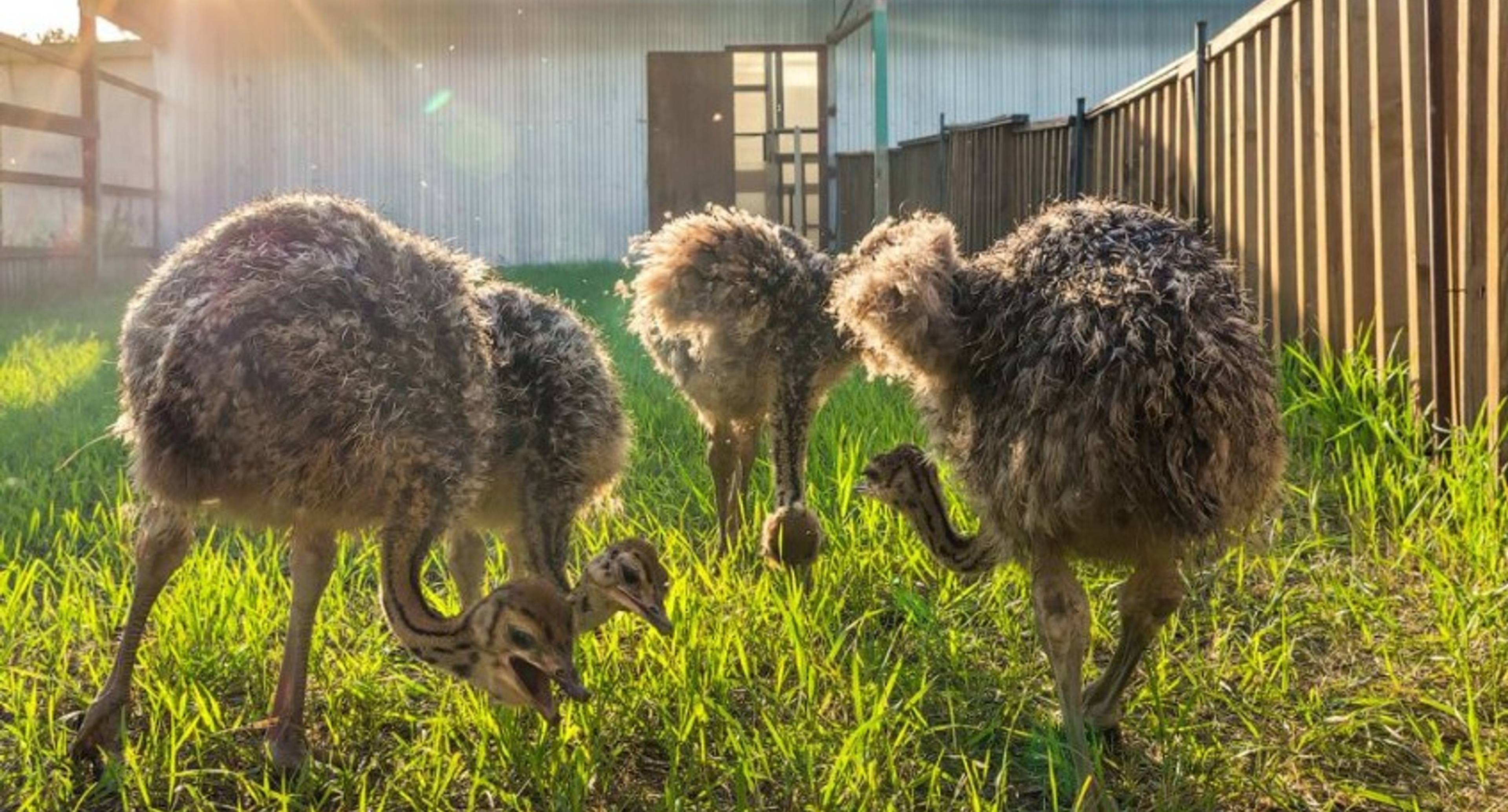 Meet the ostriches and their feathered friends.
