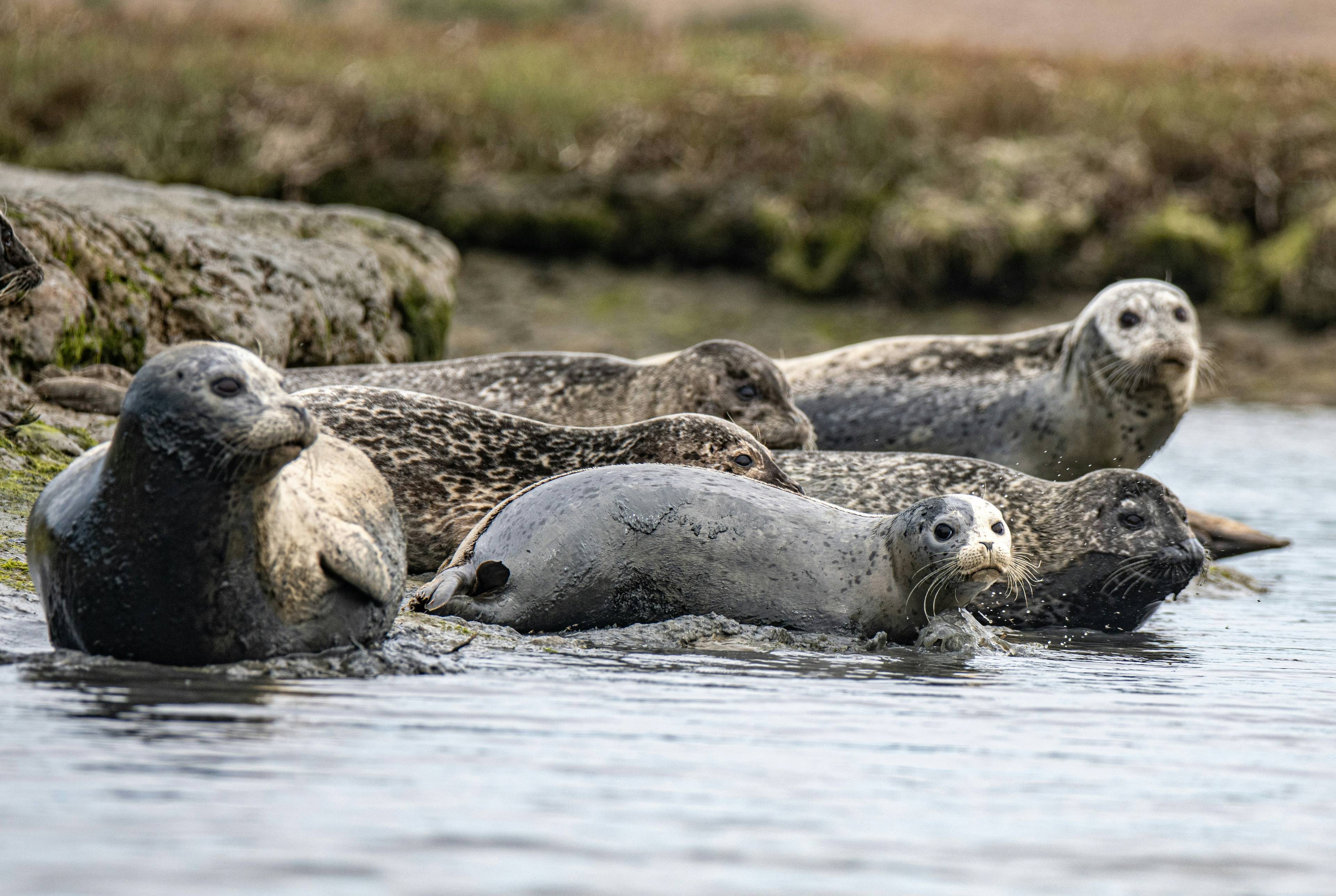Exploring the Redwoods and Sea Lions: An Unforgettable Coastal Adventure!