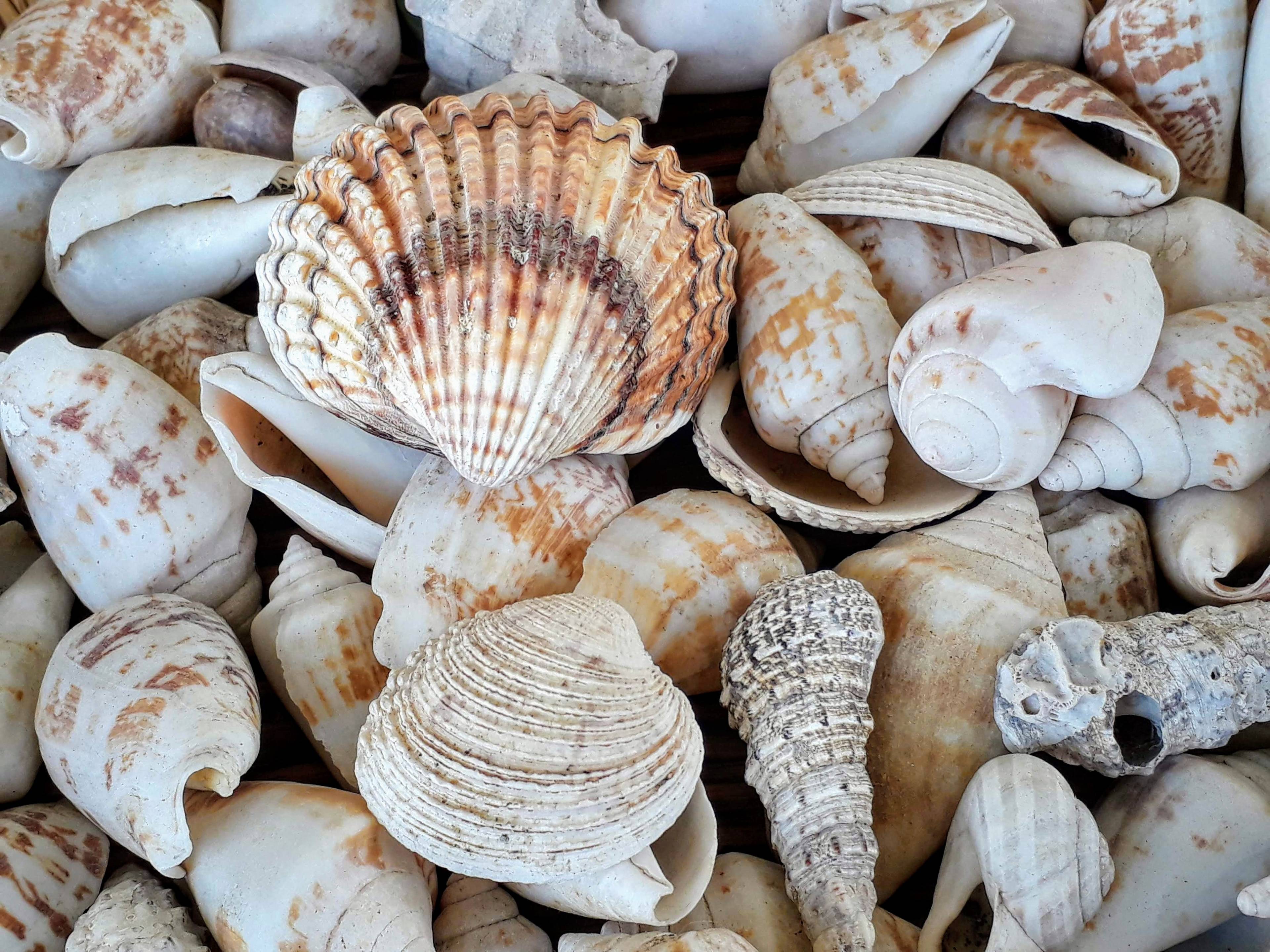 Shell & Sea Life Museum