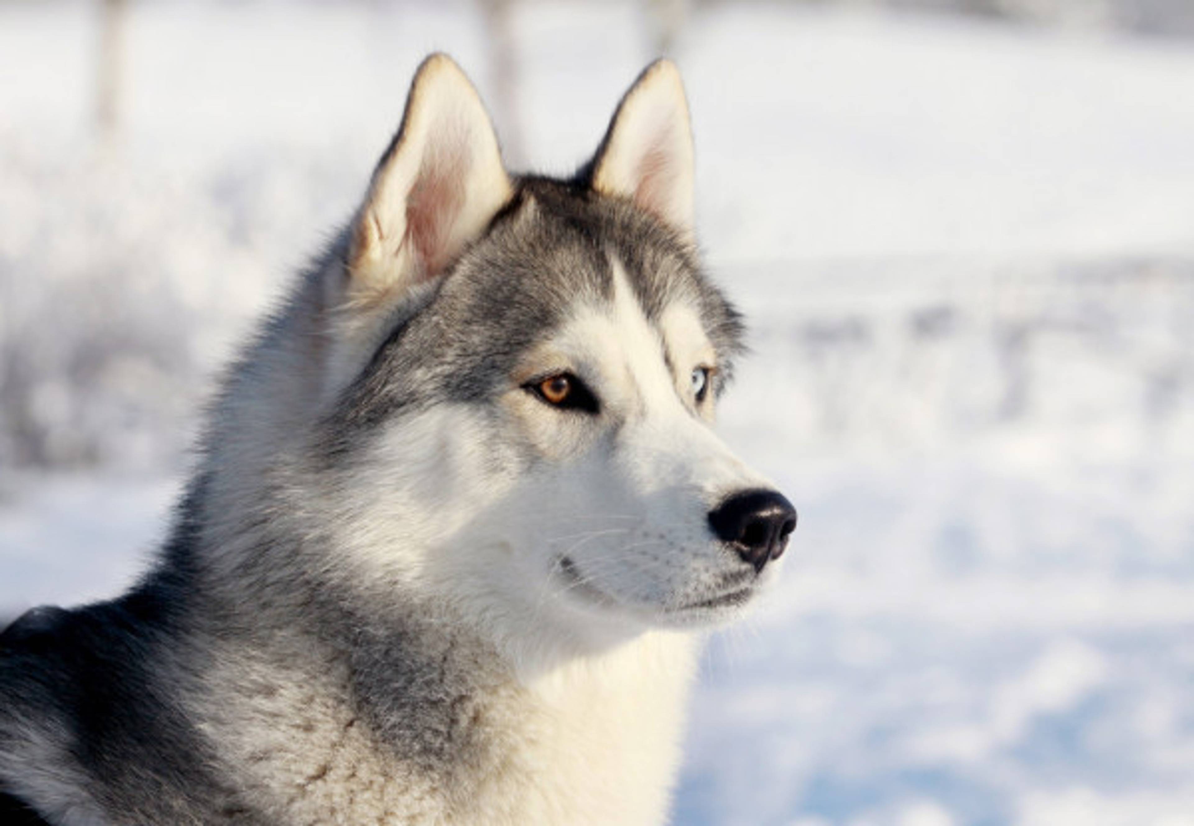 Turklub, Northern Sleddog Kennel, Huskies of Siberia