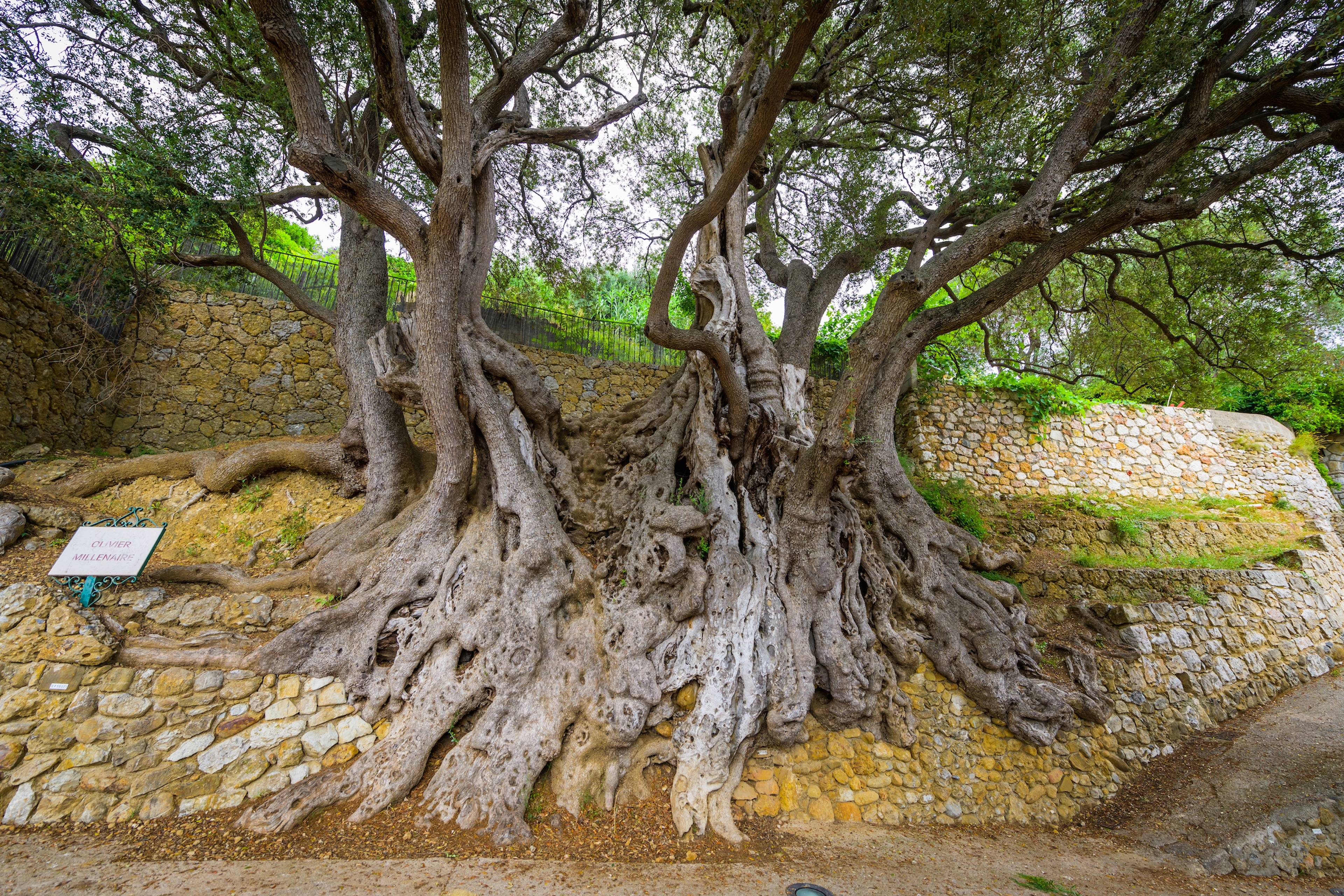Тысячелетние оливковые деревья