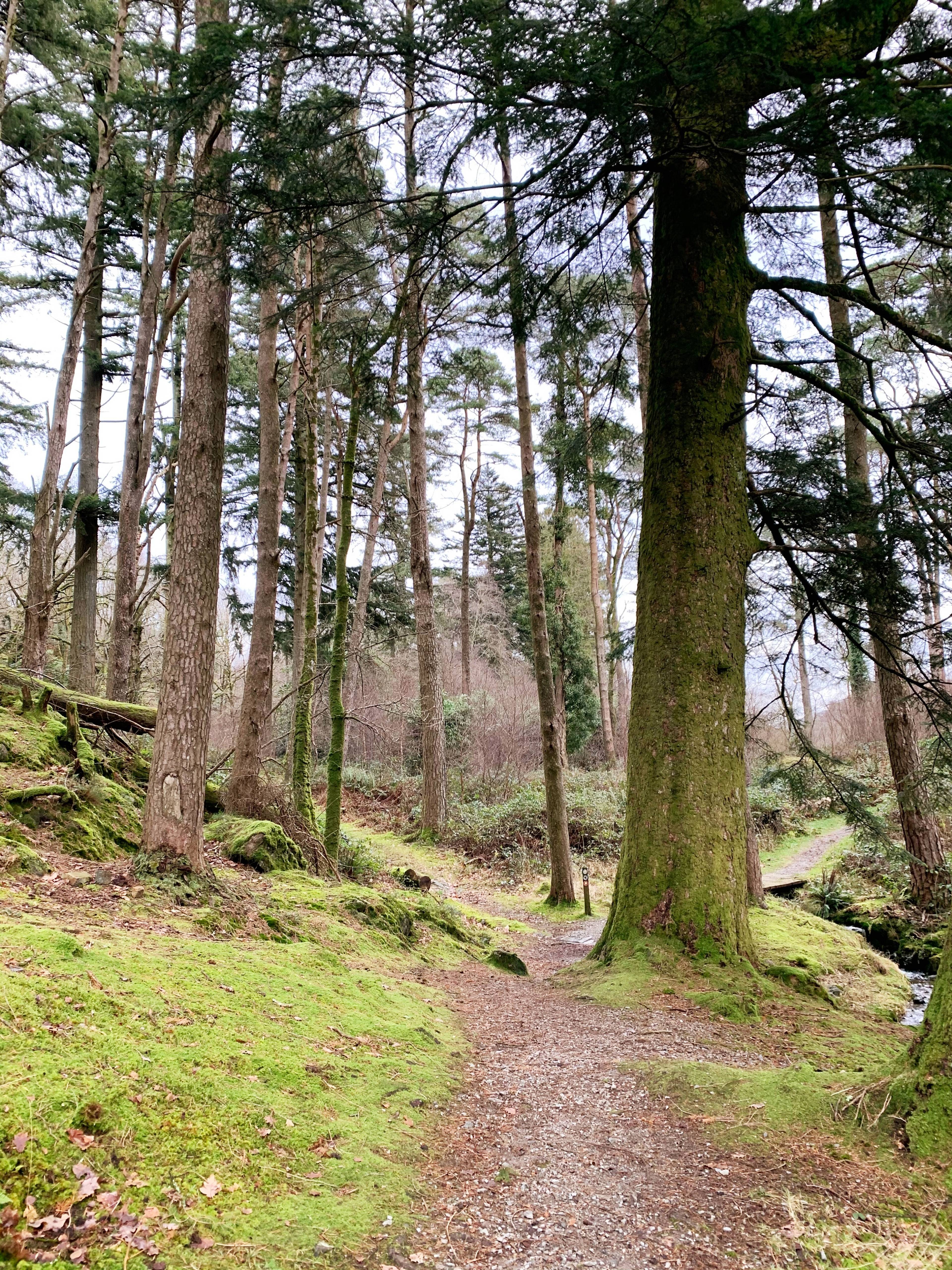 Trail of Dinas Emrys