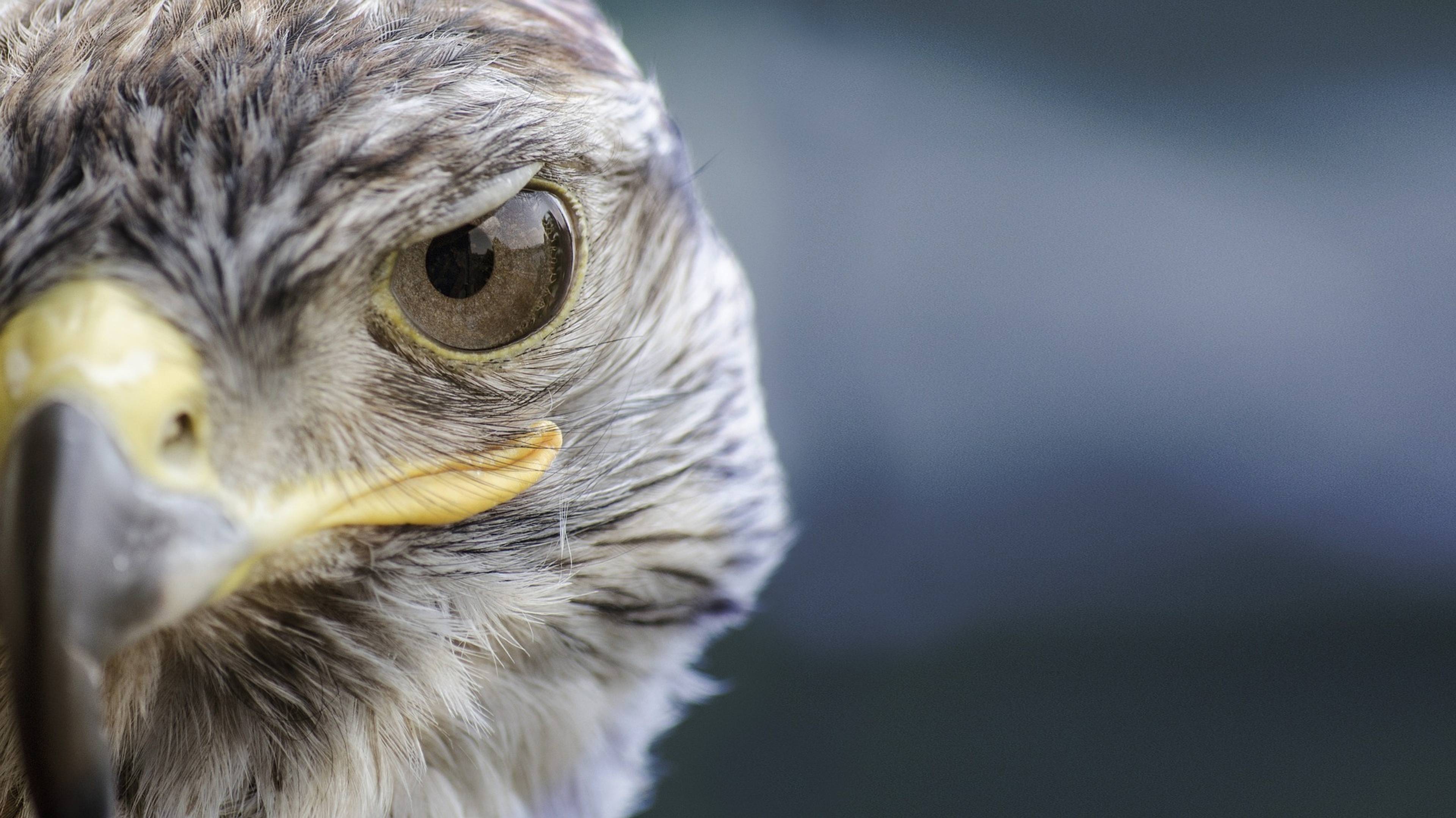 Falconry Center Konstantin Sokolov