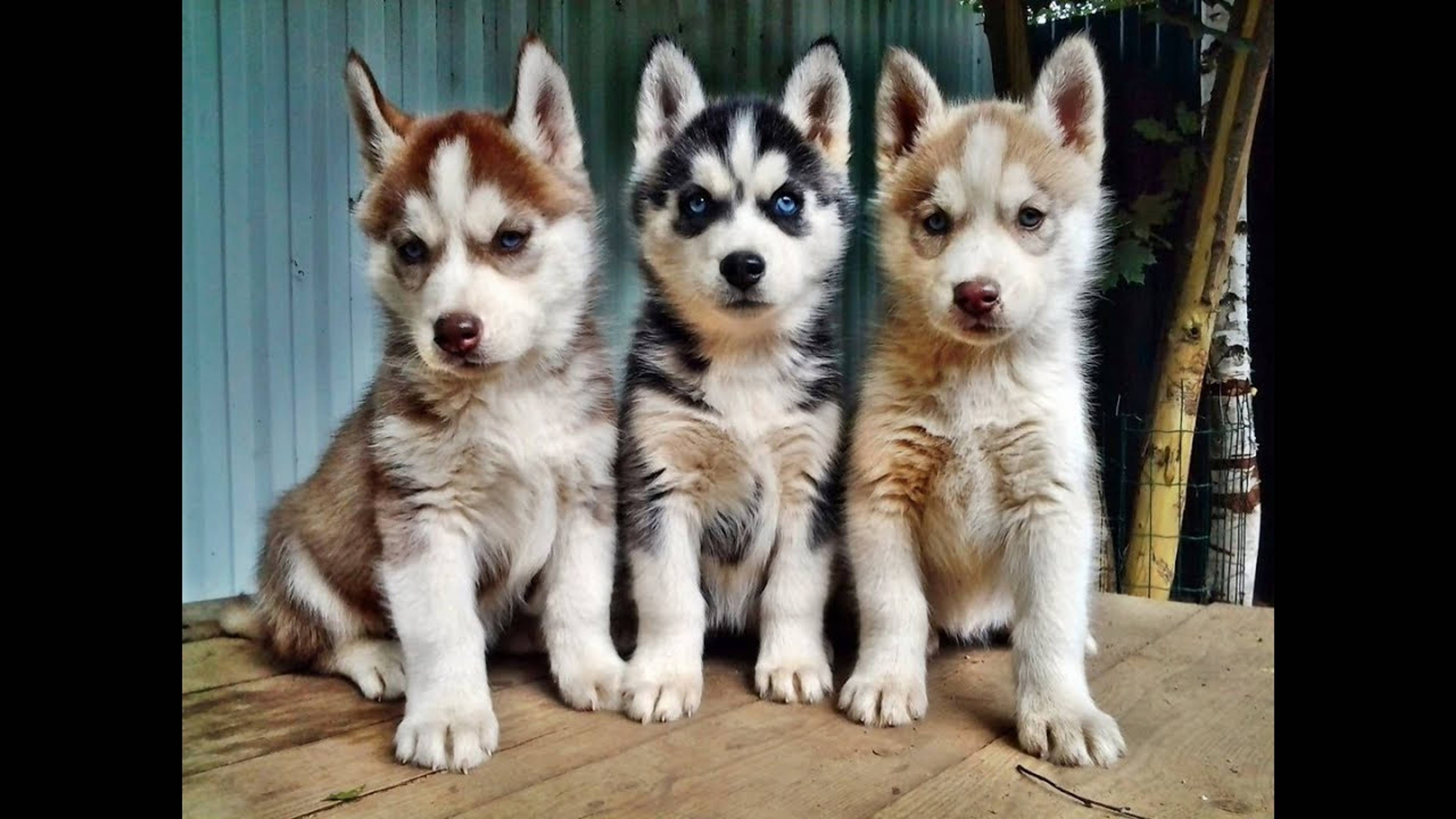 Husky kennel "From Lembolovo"