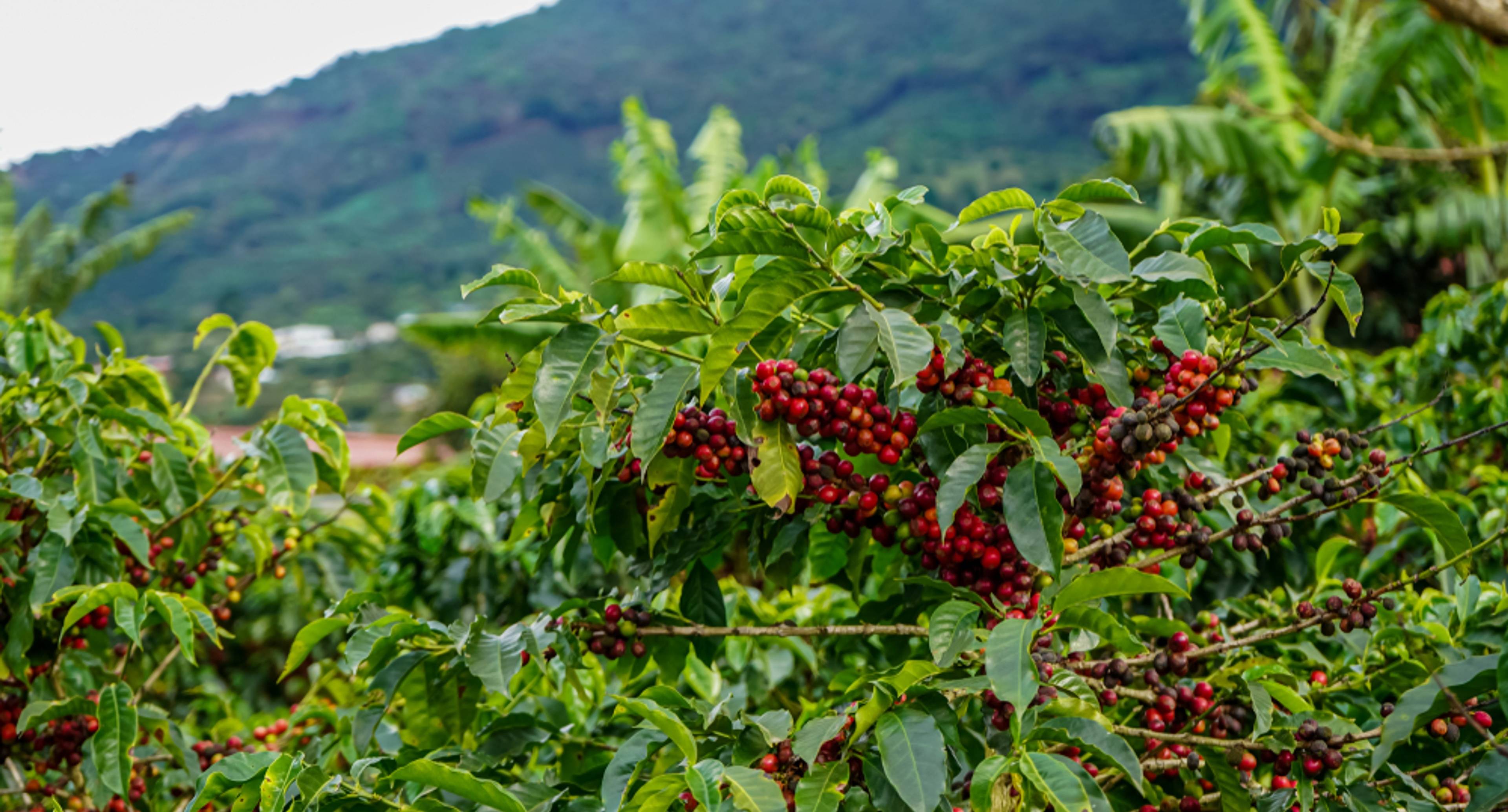 Chocolate, Coffee and Night Hikes in Monteverde