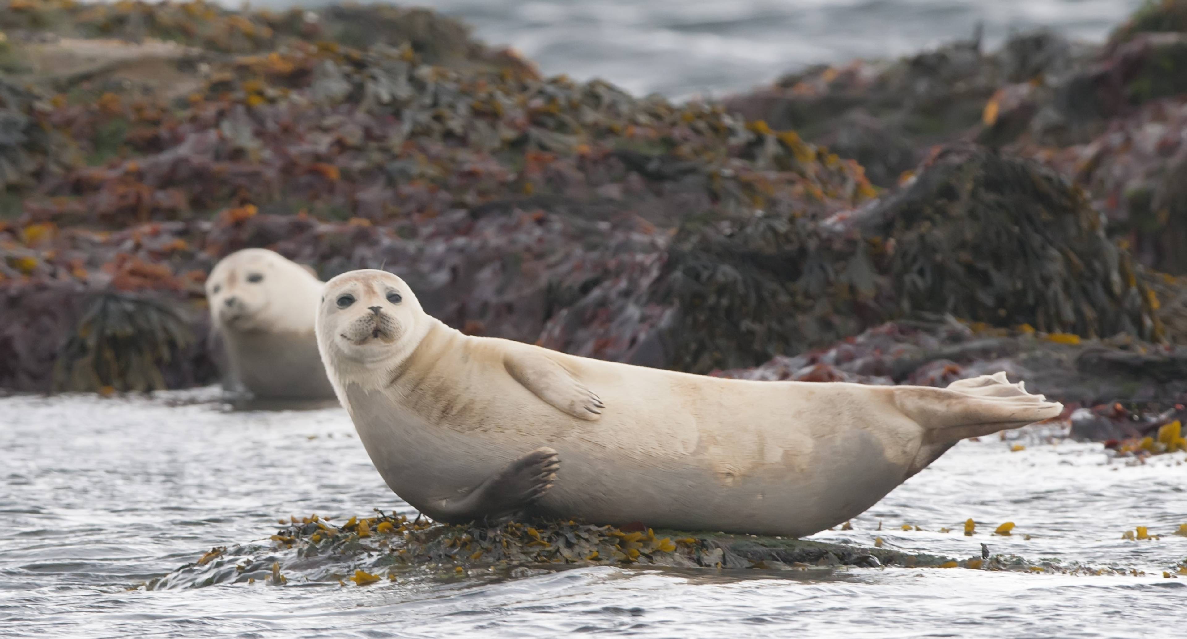 Day of Wild Seals and a Stone Troll