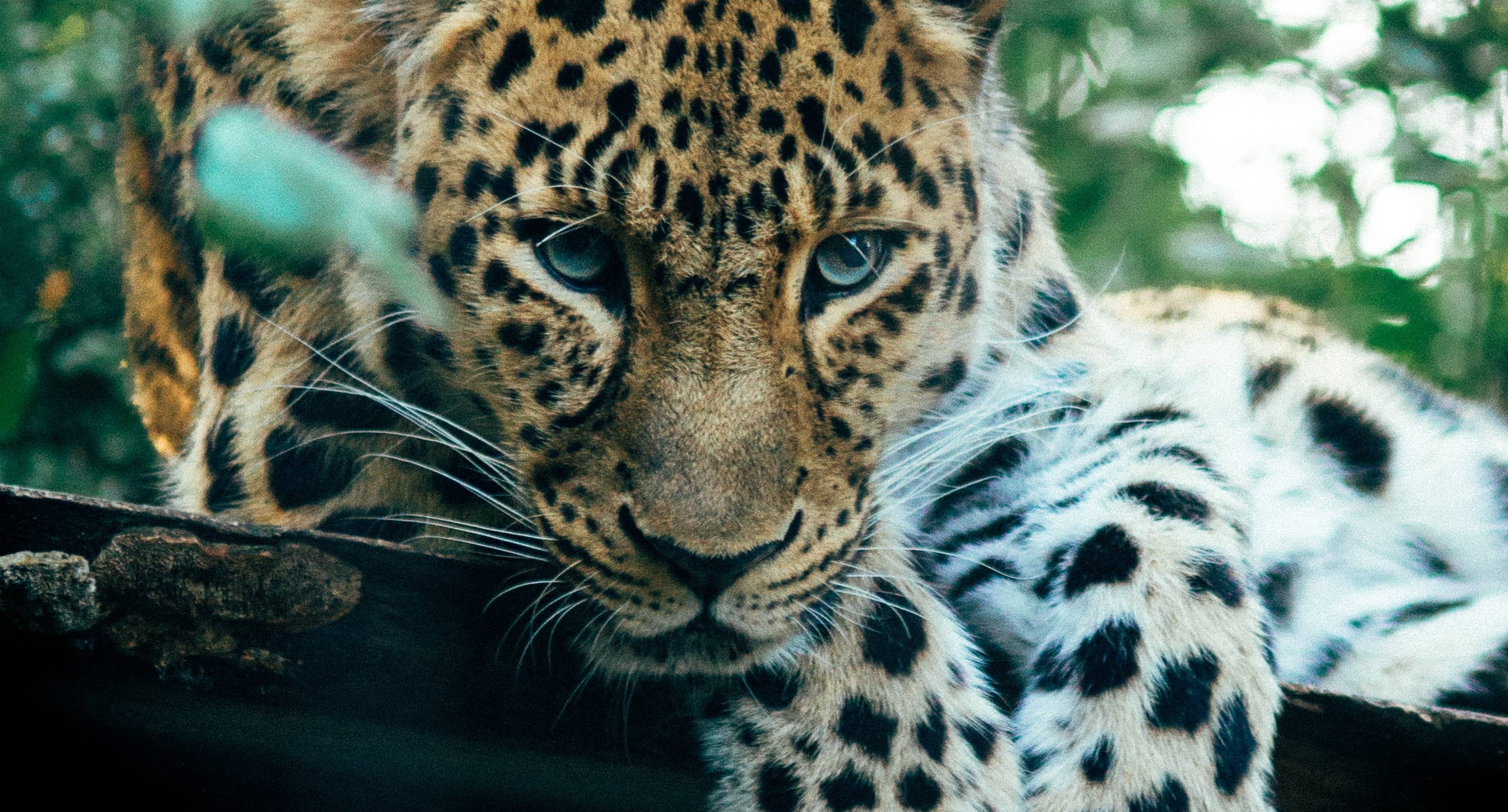 A Wonder of the World: The Ngorongoro Crater