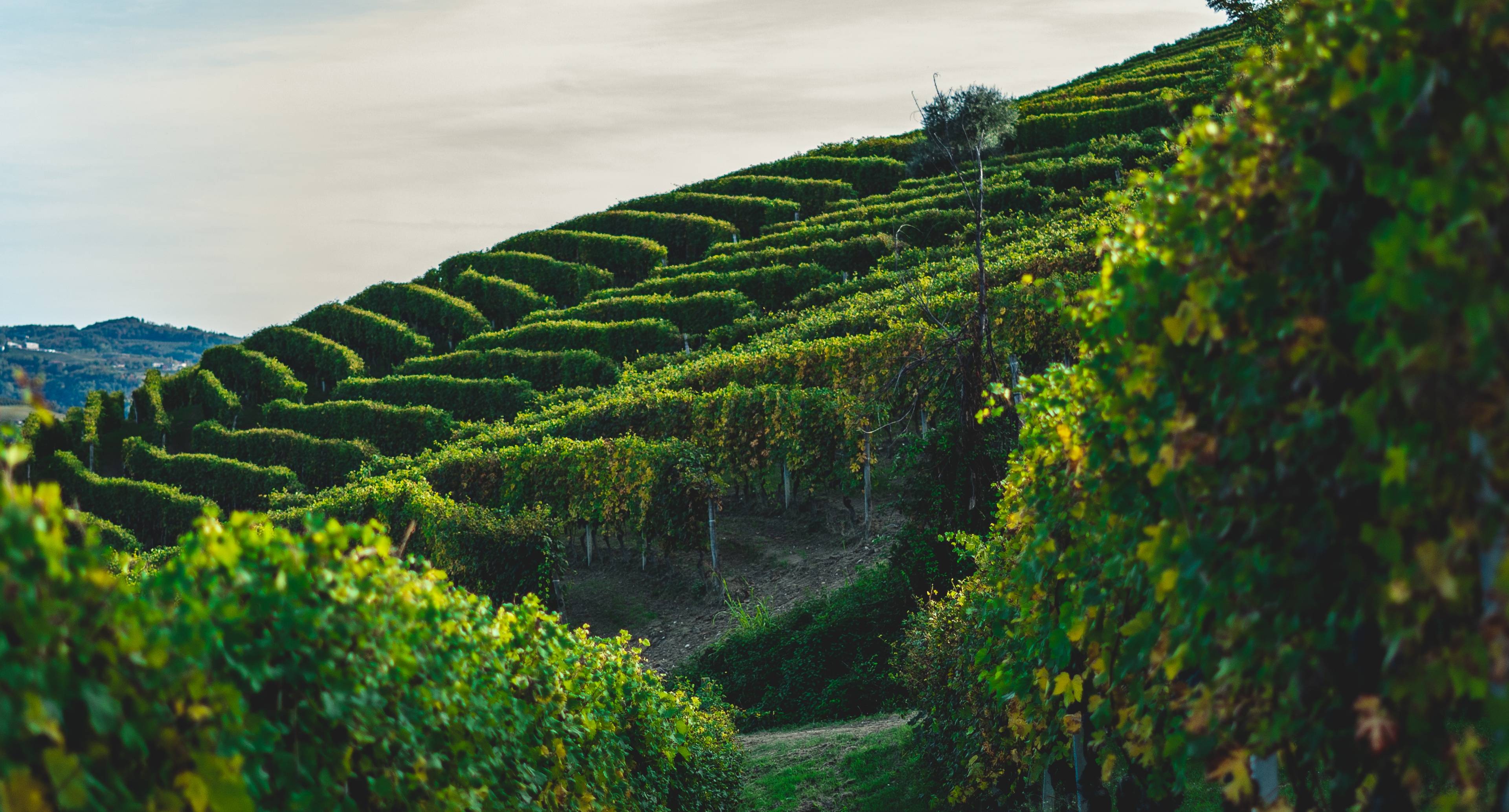 Langhe Wine and White Truffles