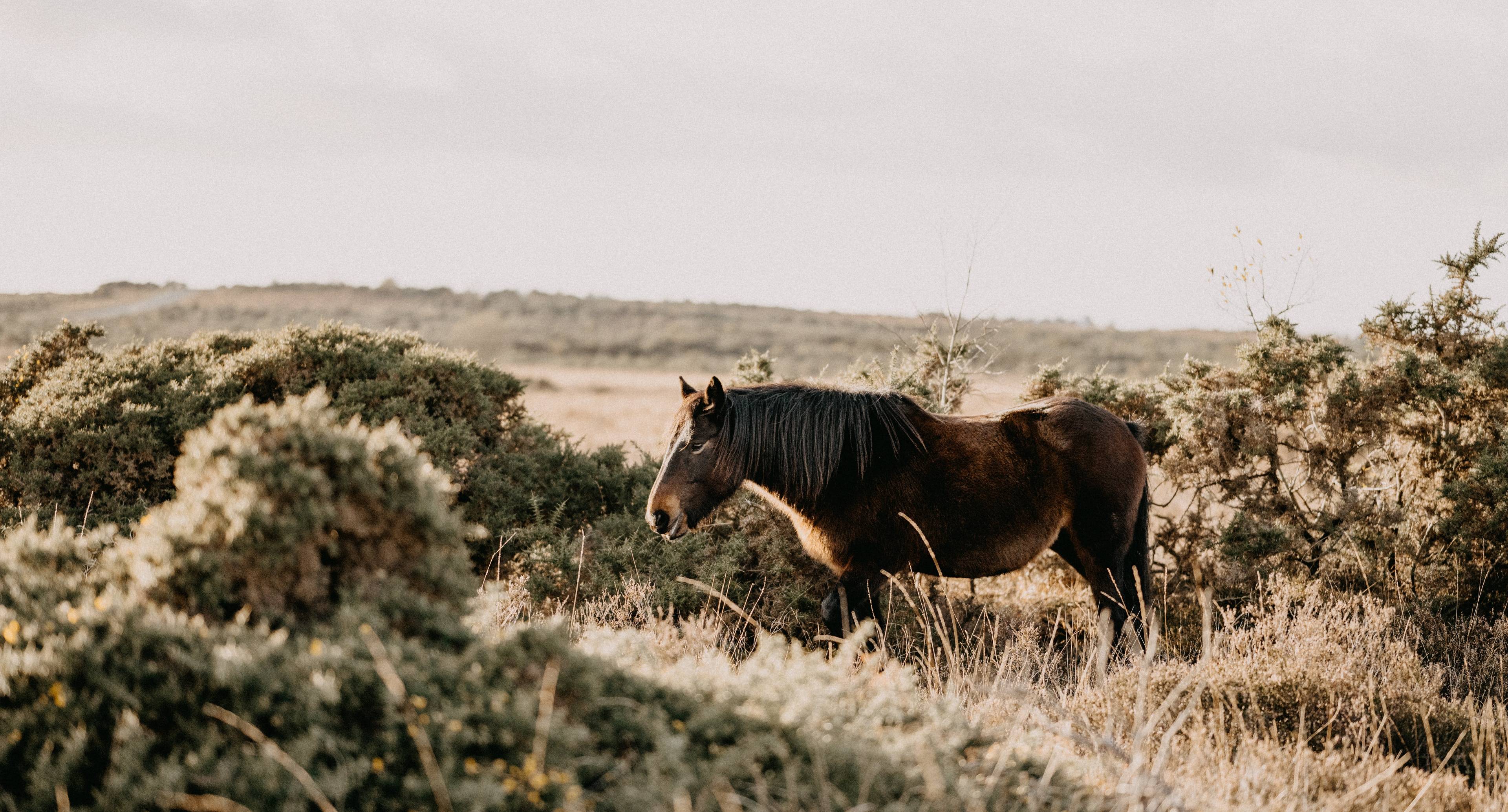 Embrace the Great Outdoors in the New Forest