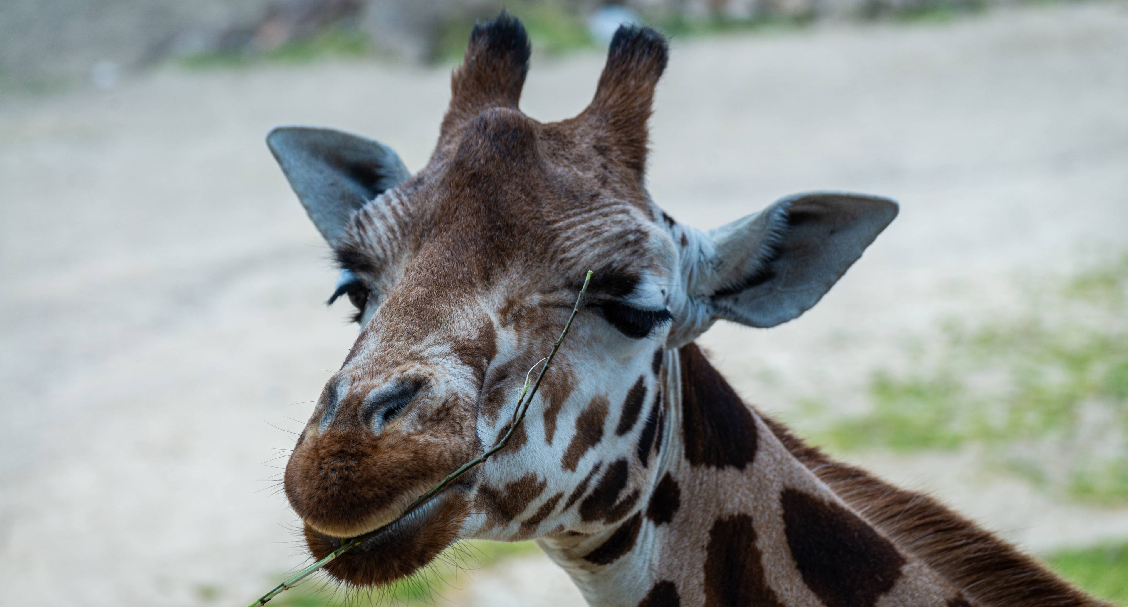 Creating Memories at the German Movie Park and the Zoo