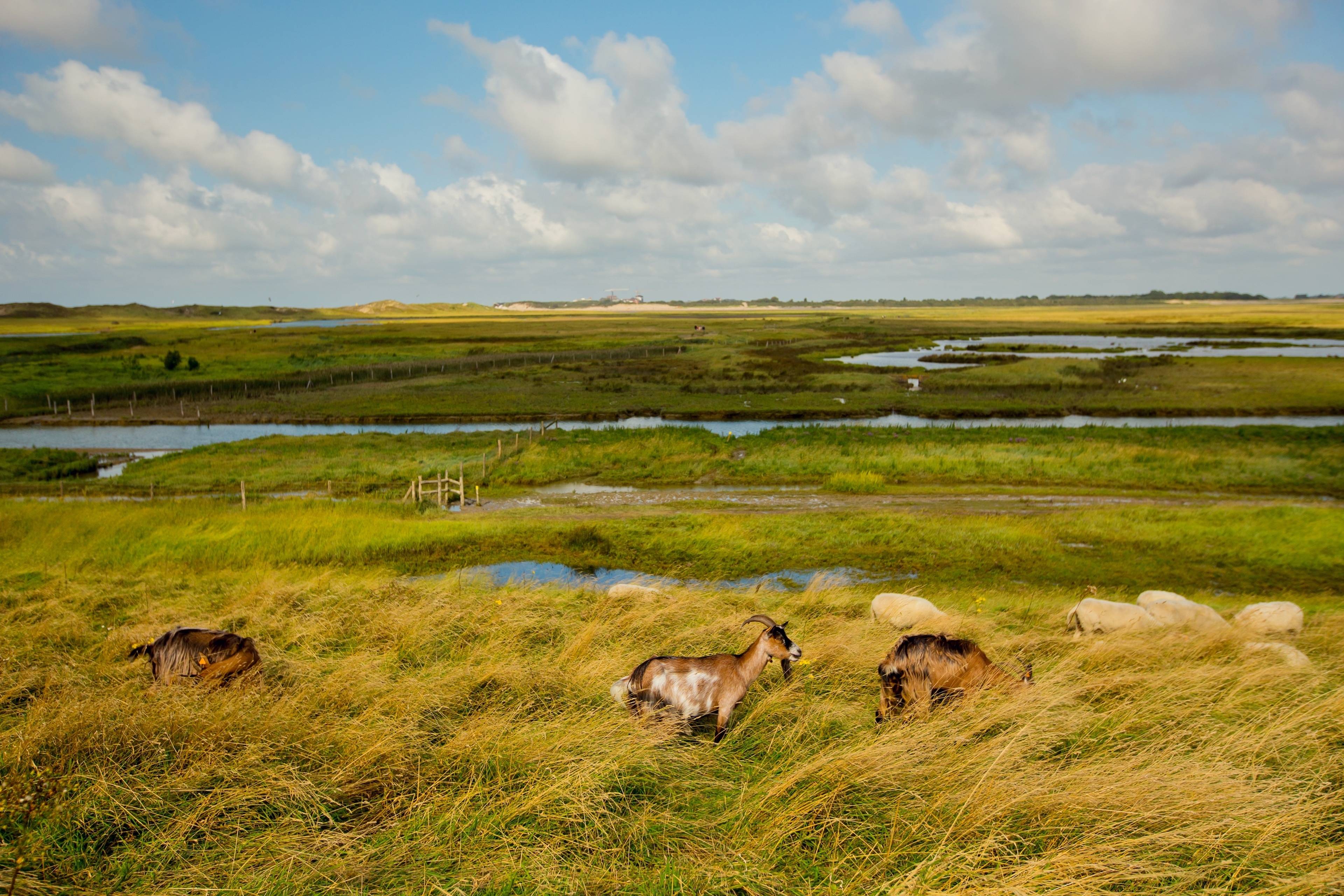 Zwin Nature Park