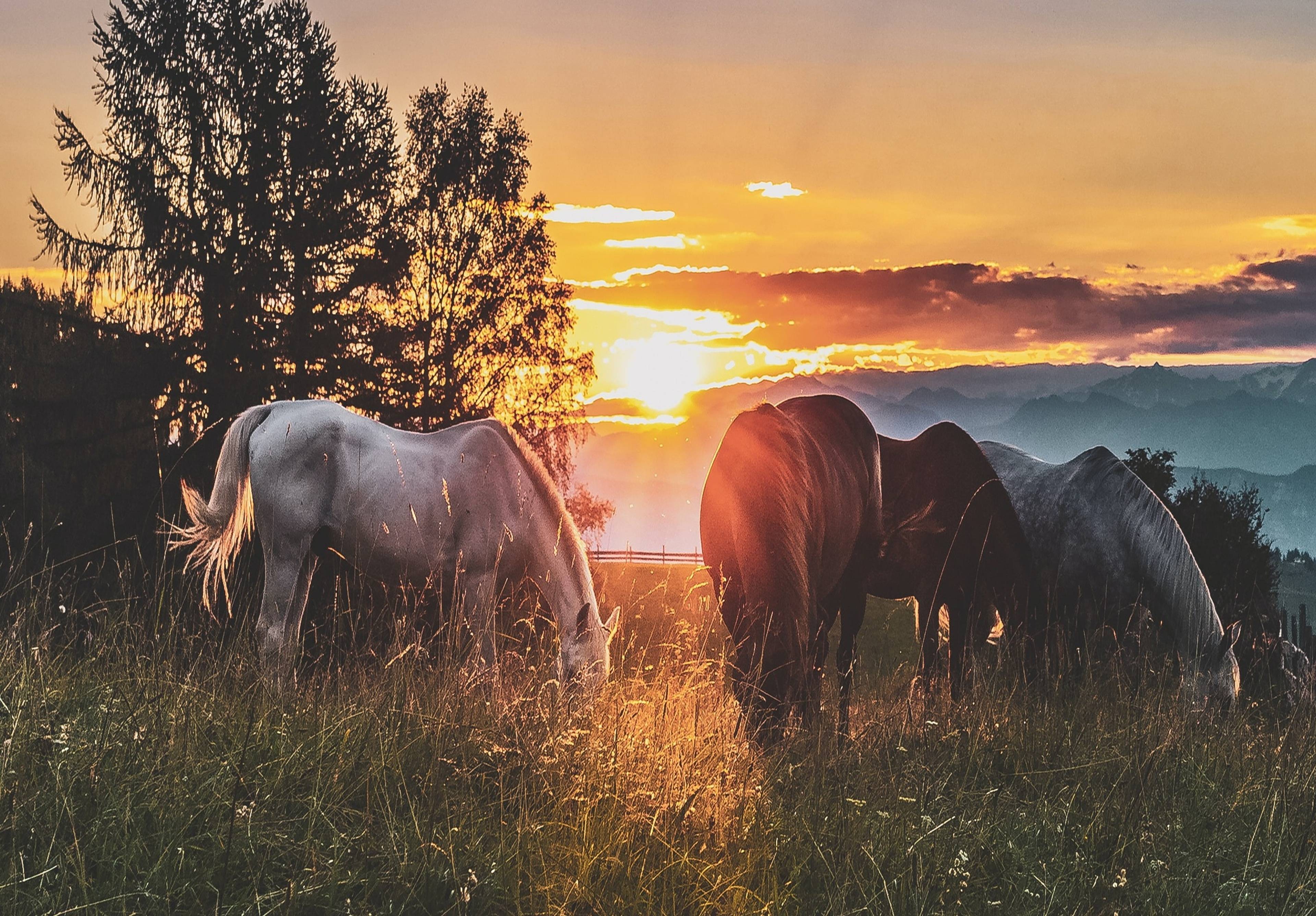 Southern Cross Guest Ranch