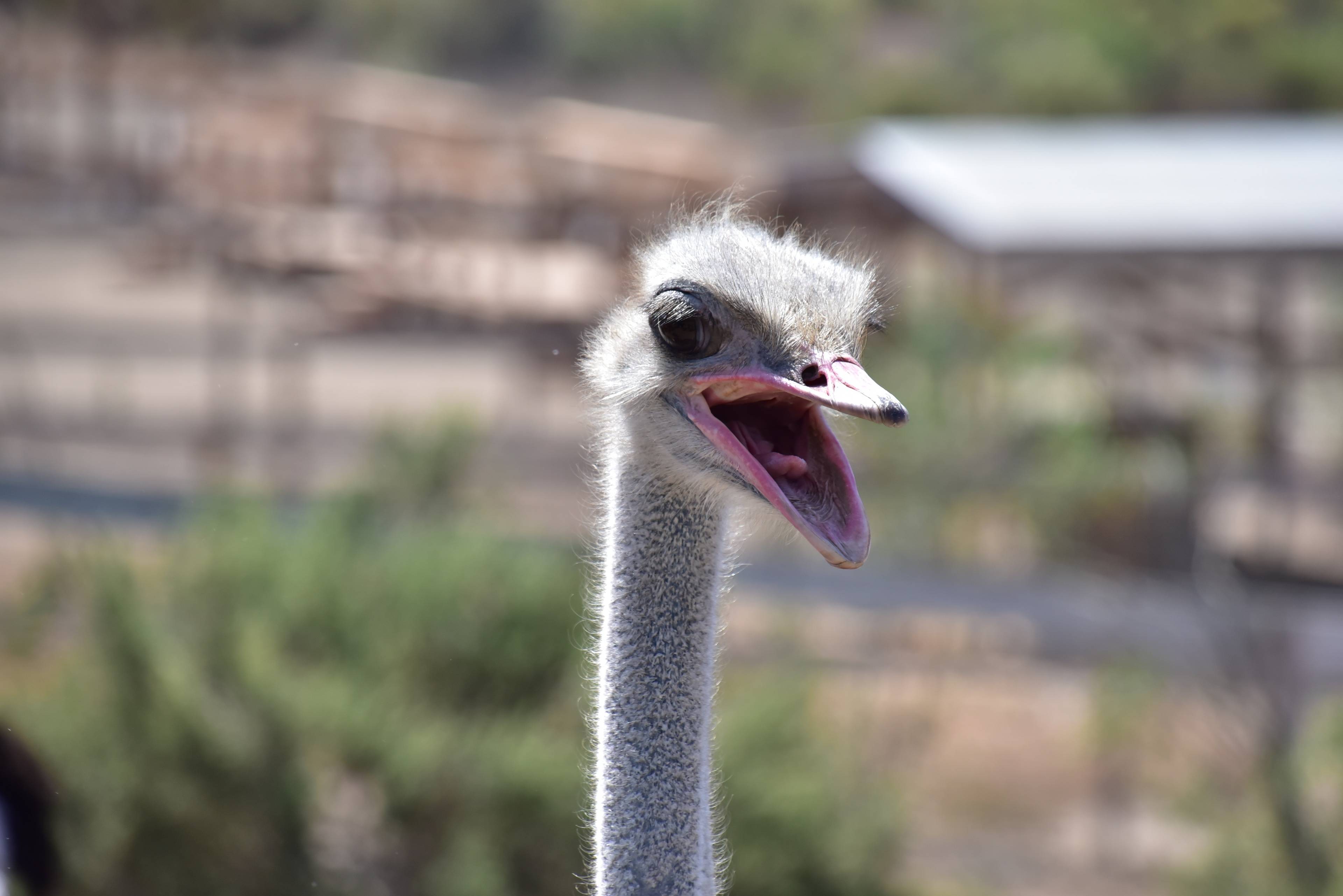 OstrichLand USA