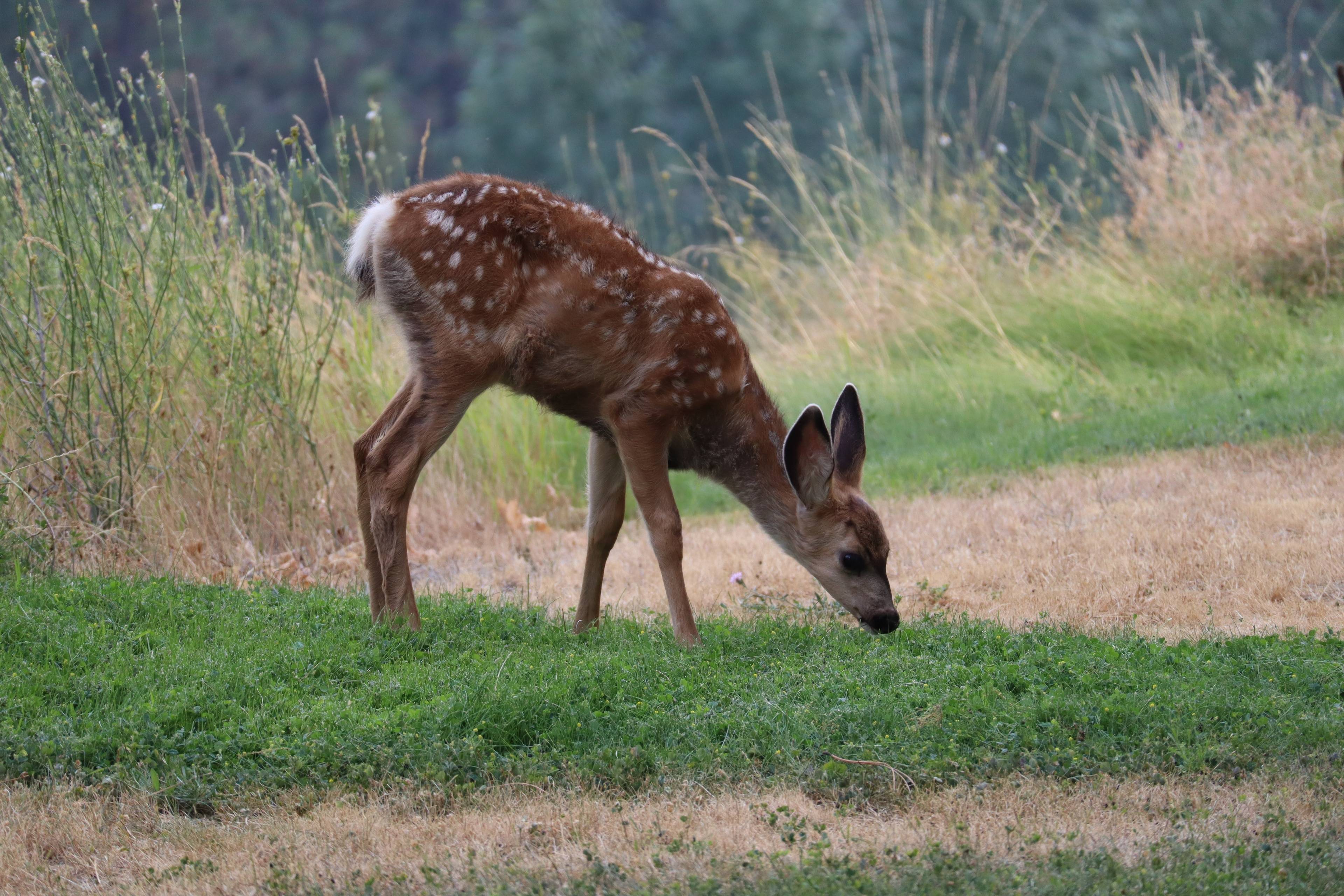 Sommerhausen Tiergarten