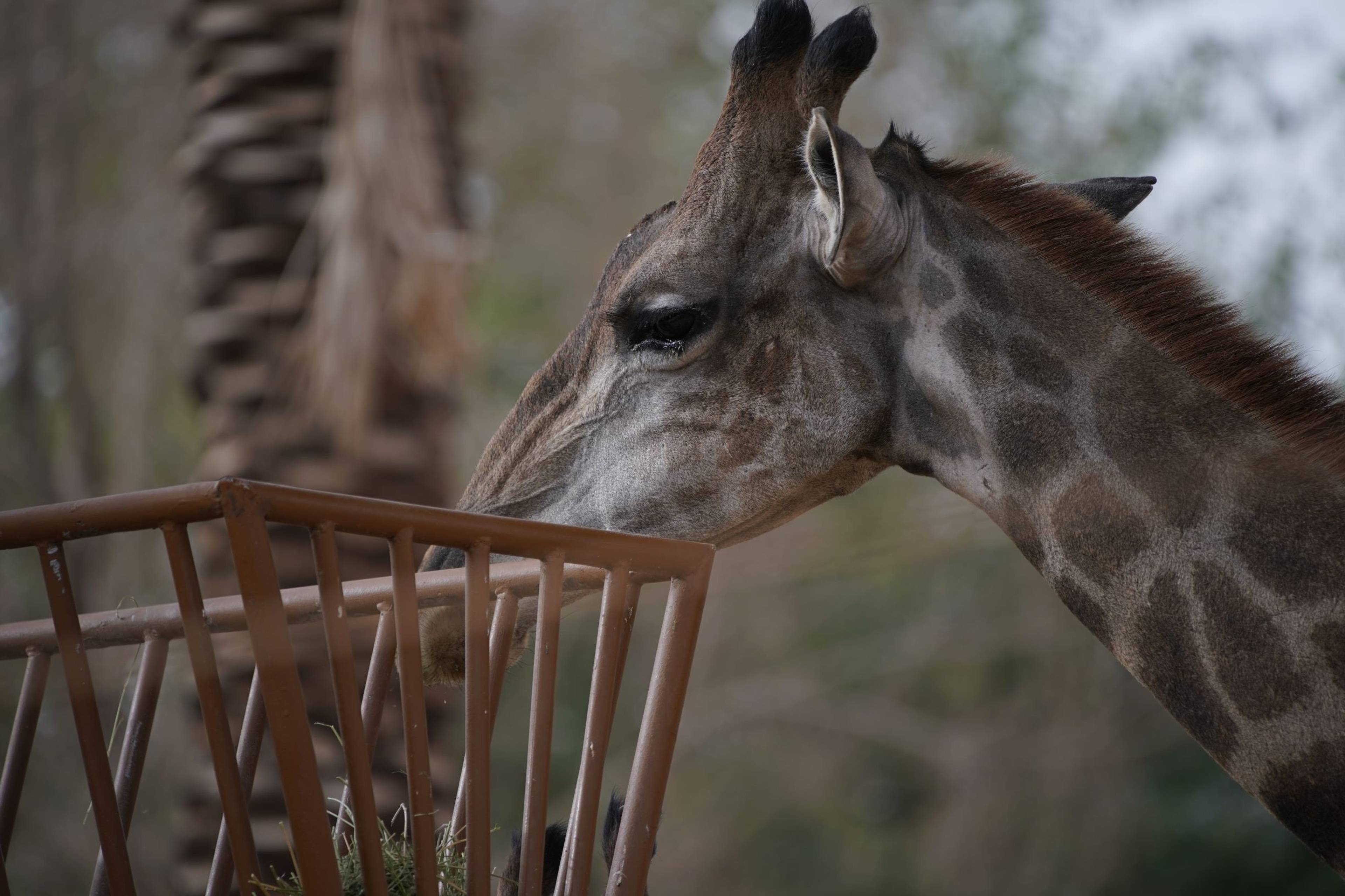 Riyadh Zoo