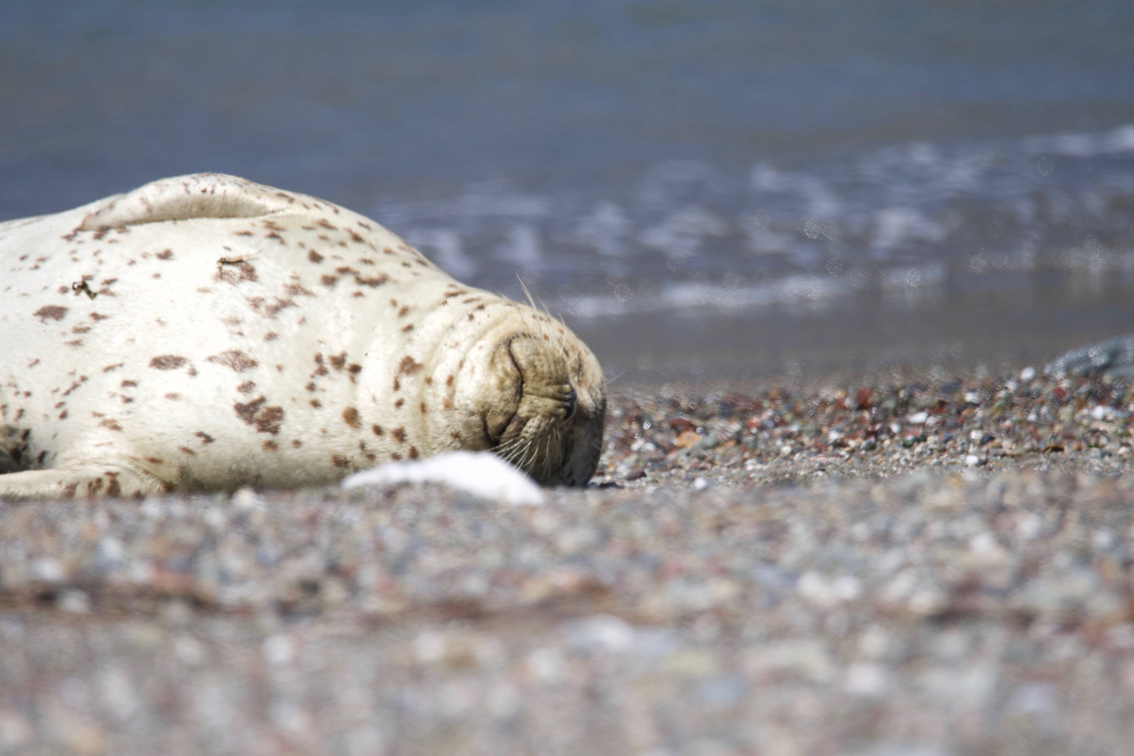 Sea Lion Restplace