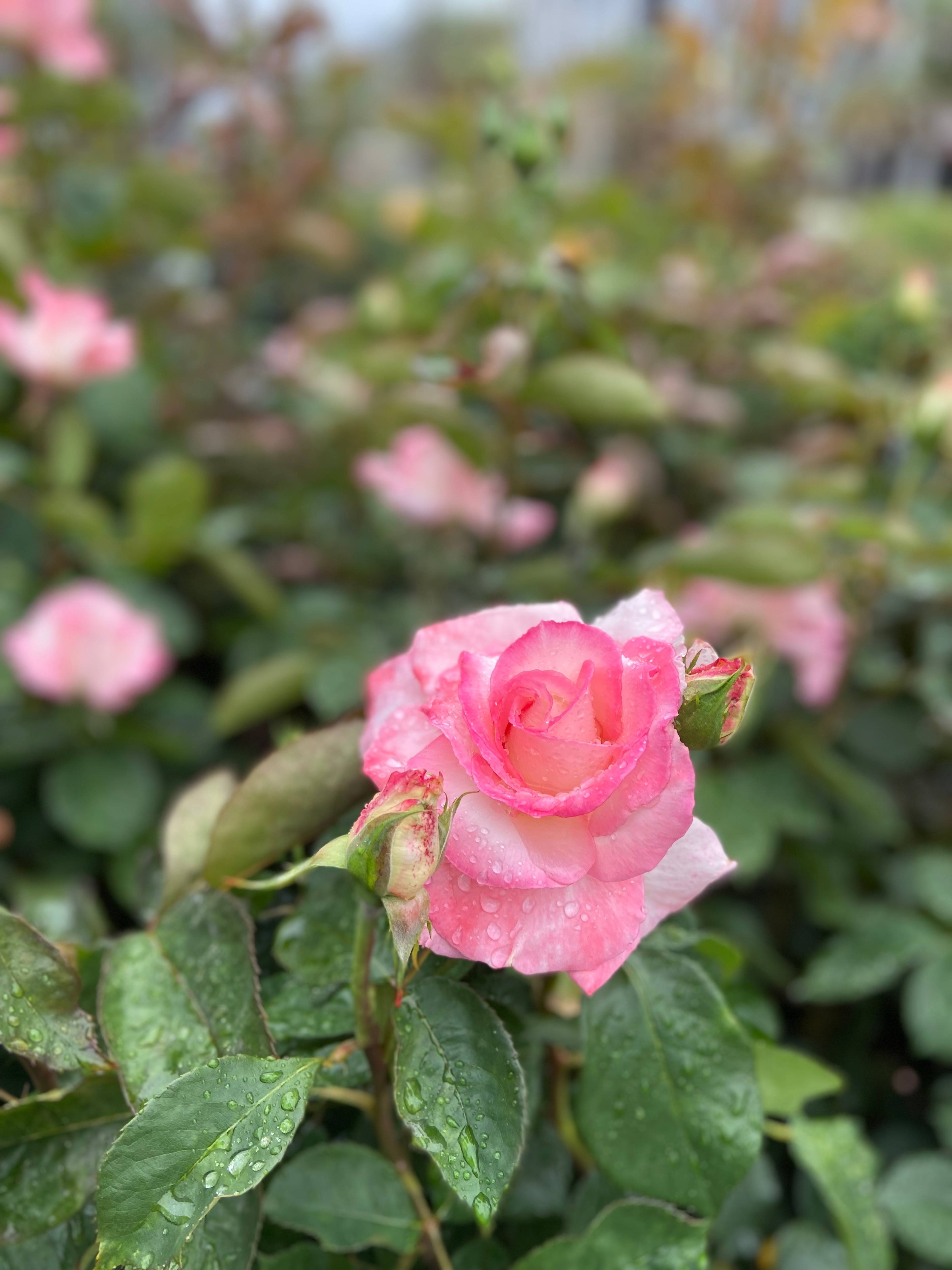 California State Capitol World Peace Rose Garden