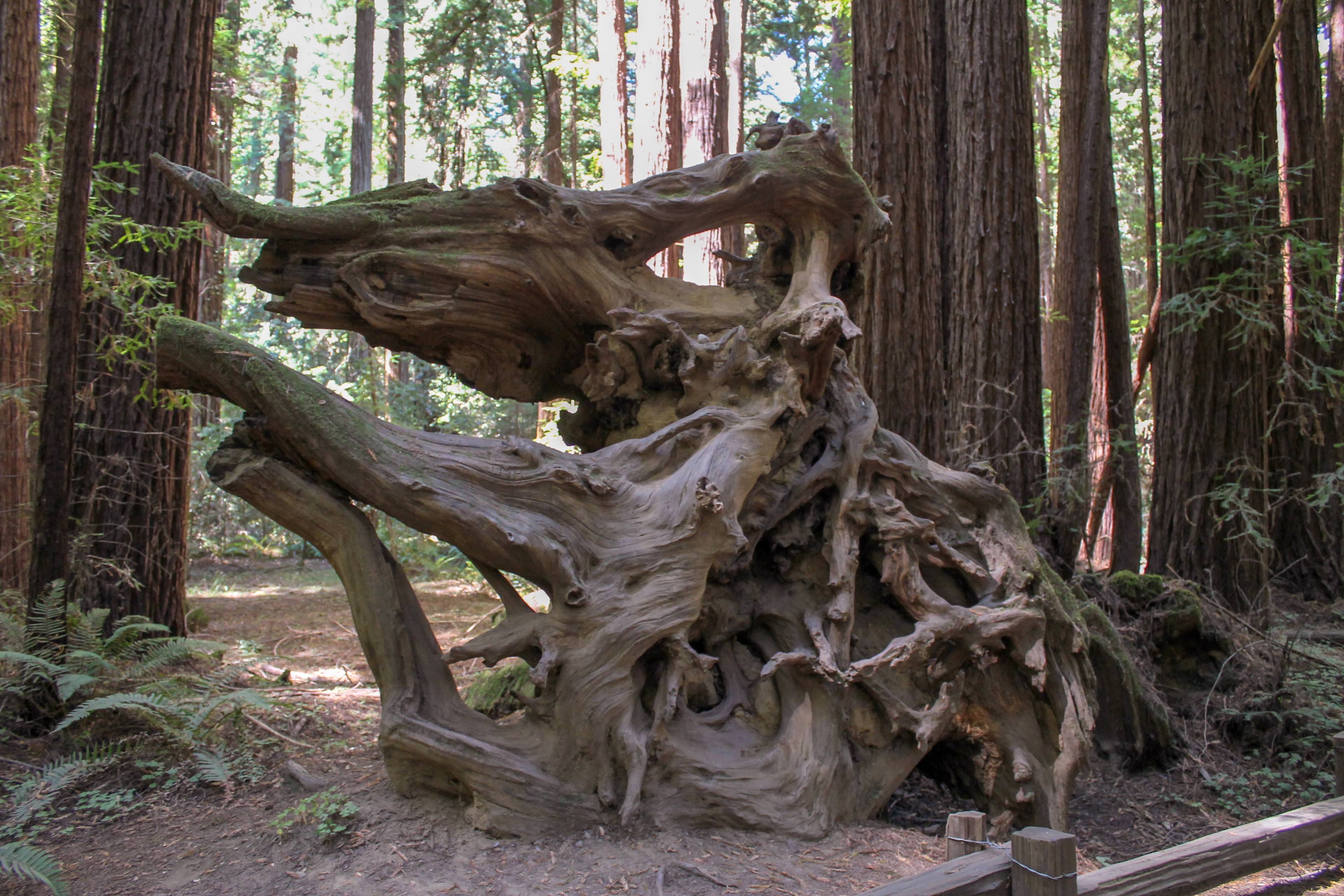 Armstrong Redwoods State Natural Reserve Visitor Center