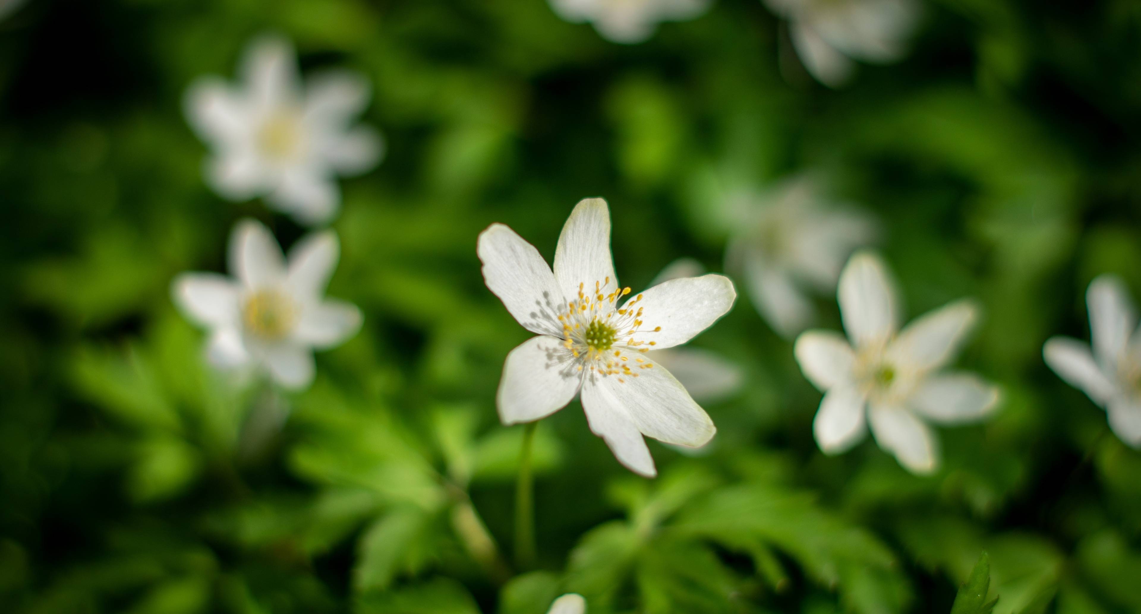 Gaze at Flowers in a Rosarium, a Botanical Garden, & Play in a City Park